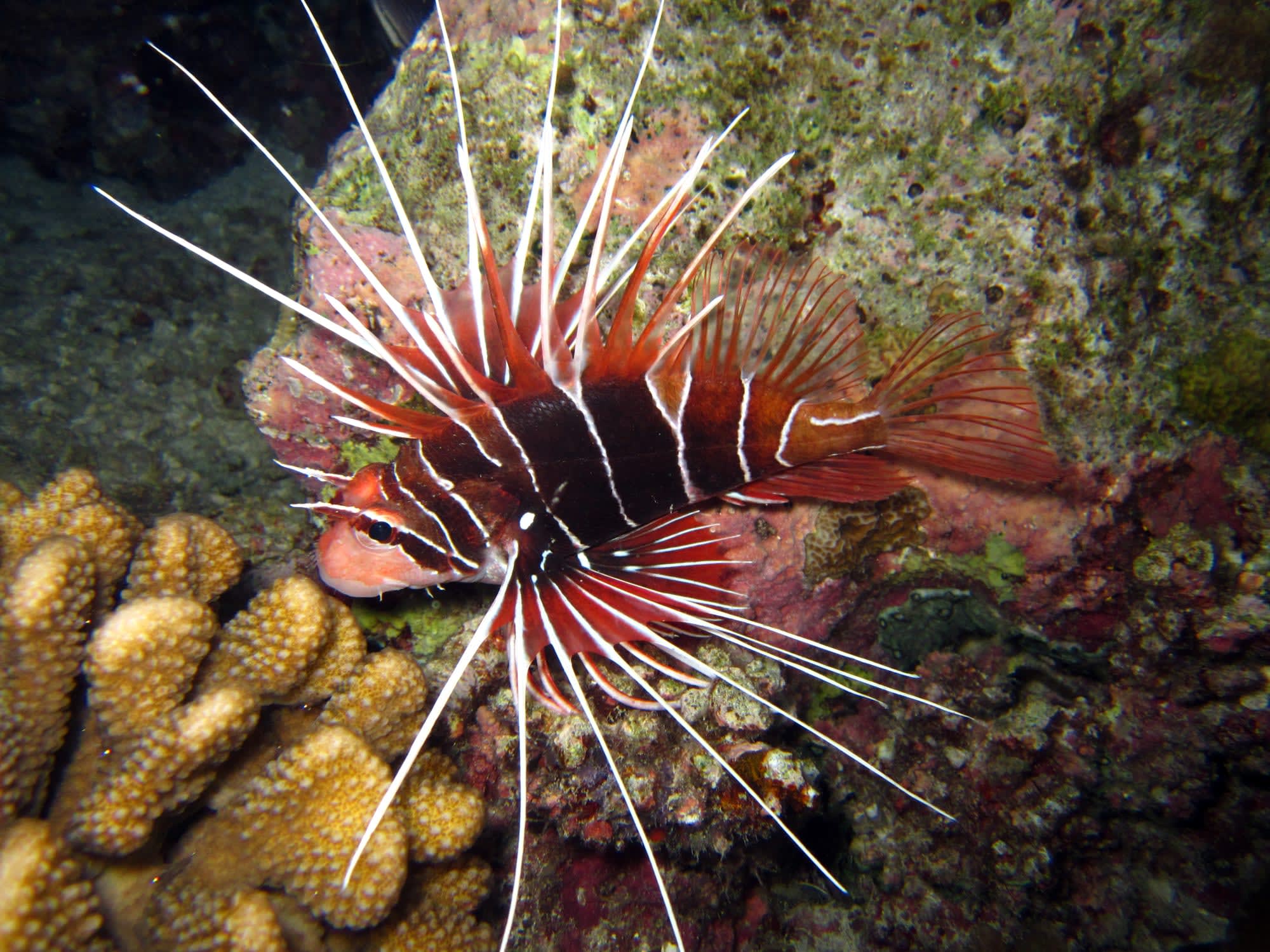 Bandos Maldives in Malediven:  Bandos Maledives 