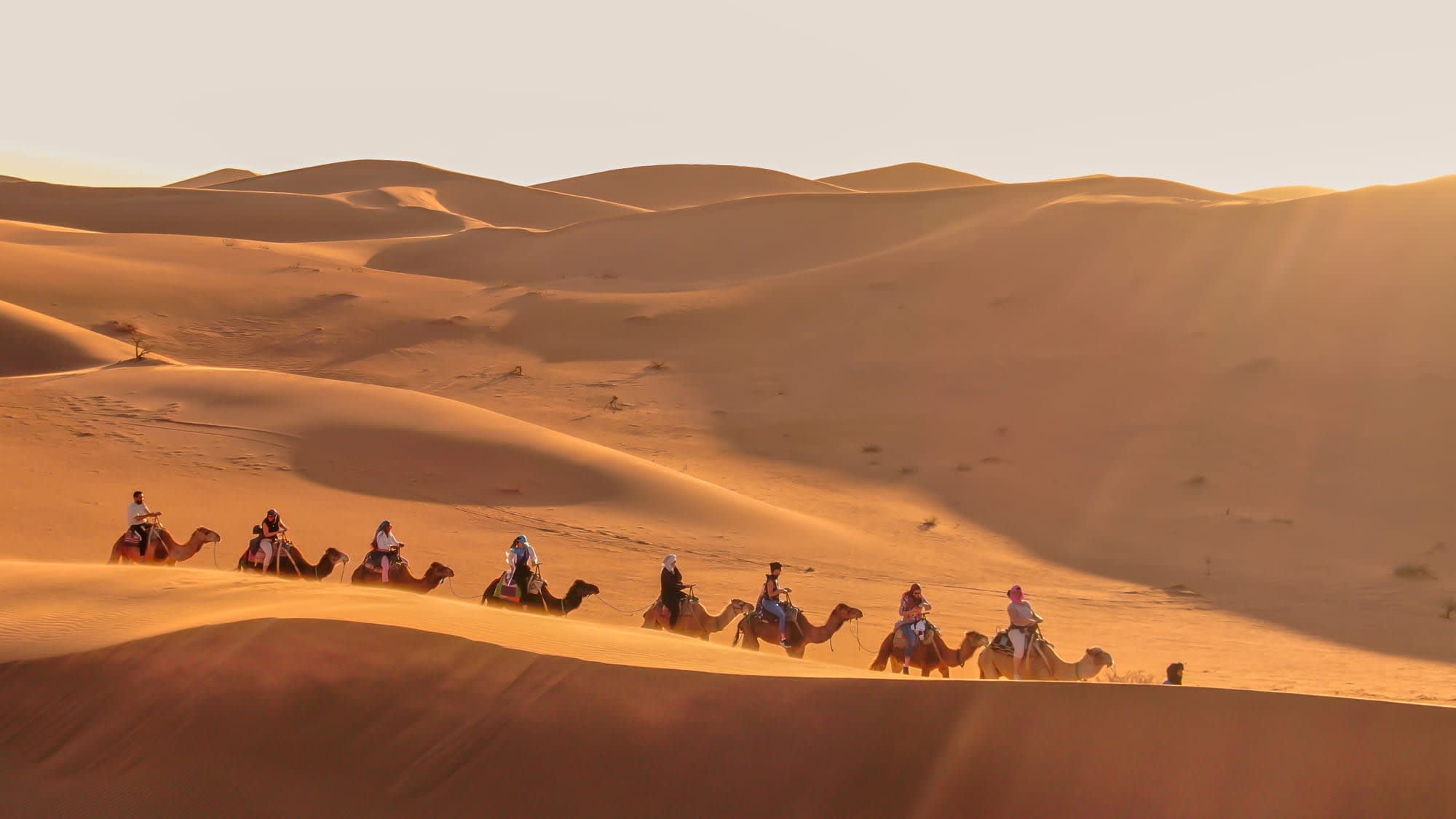 Sahara Erg Chegaga Ghazala Camp in Sahara Wüste | Drâa-Tal:  Marokko Sahara Erg Chegaga Ghazala Camp - Kamel