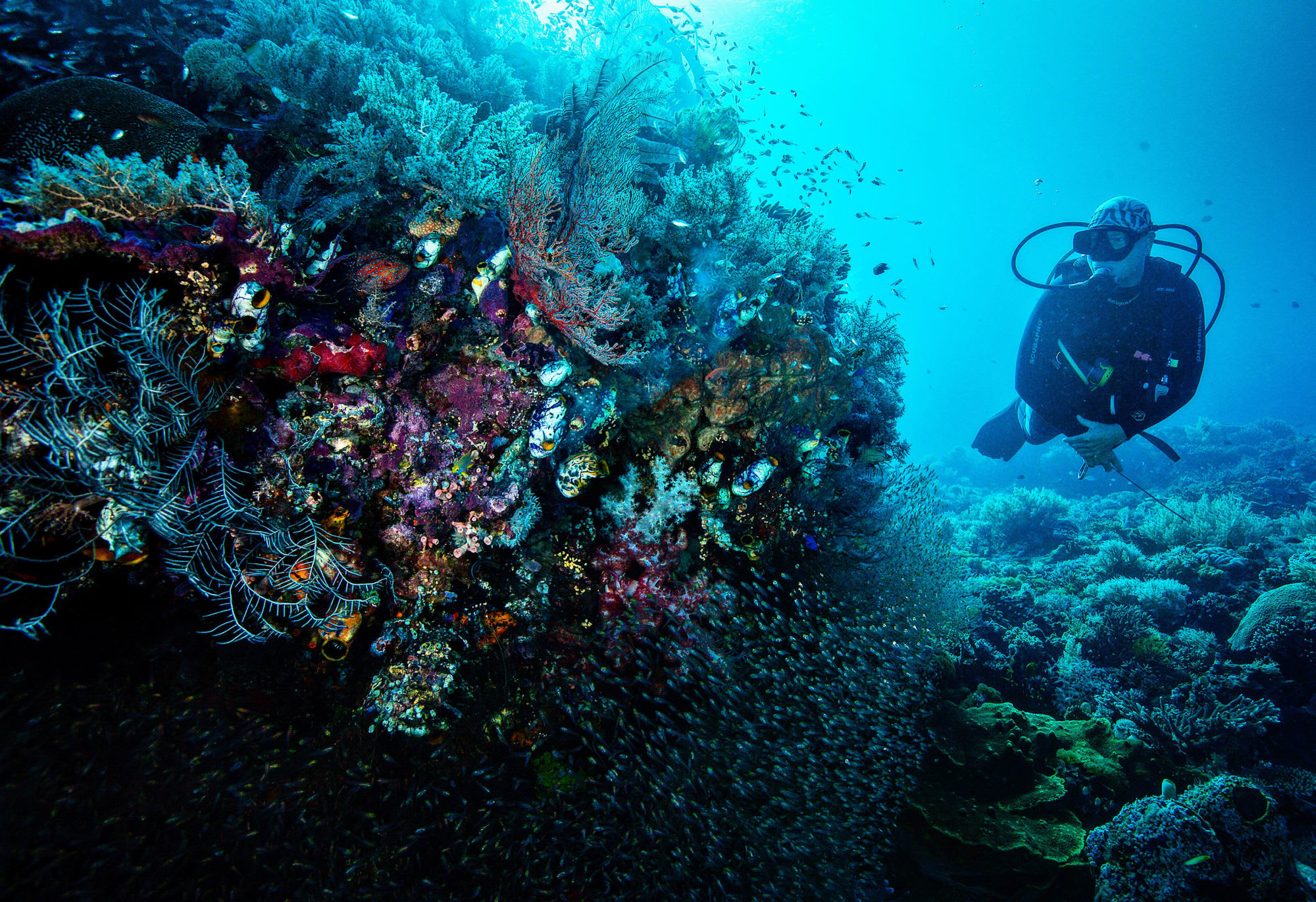 Tilar Siro Andamans in Andamanen:  Indien Tilar Siro Andamans