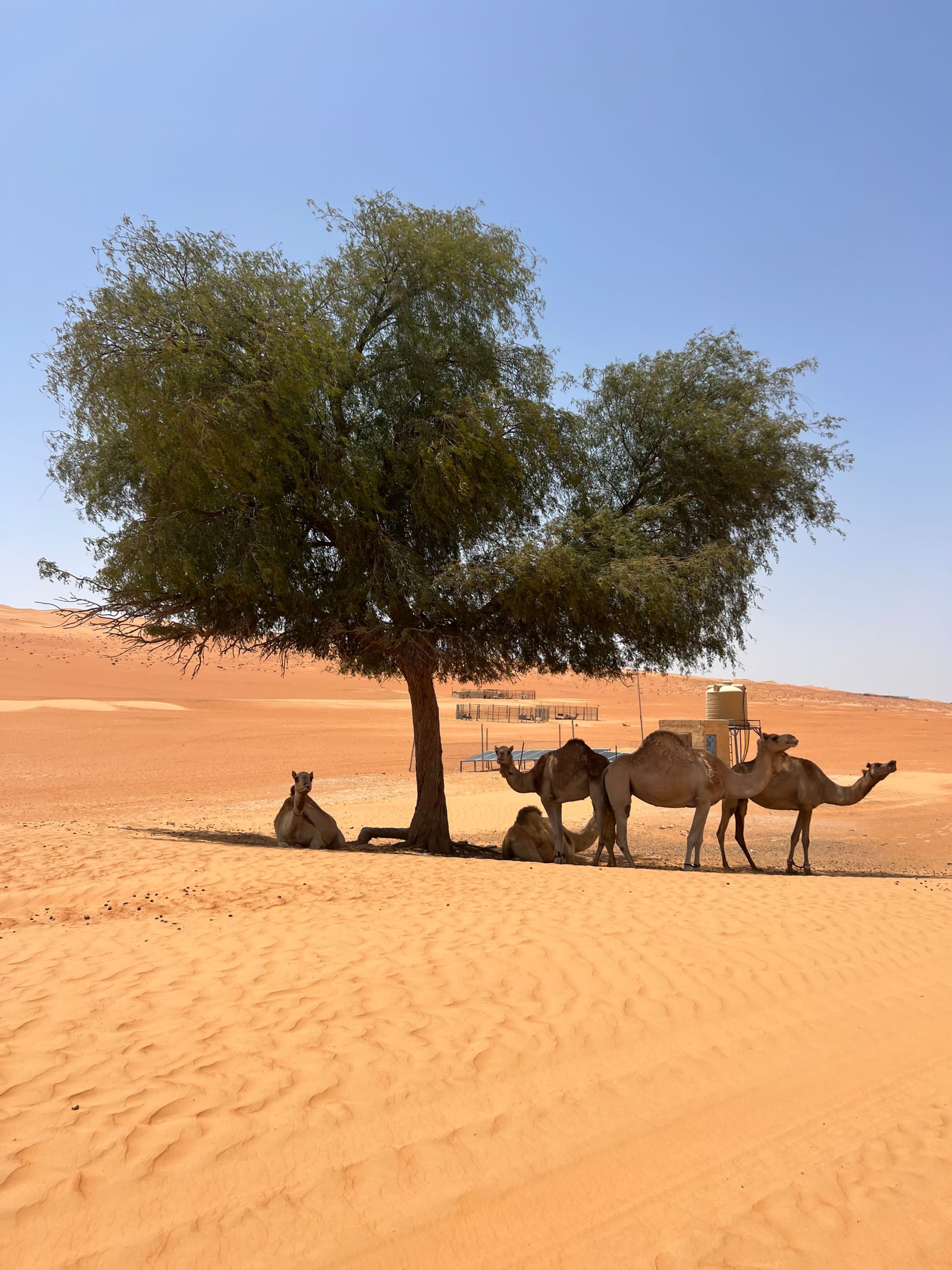 Al Sarmadi Desert Camp in Wüste: Oman Al Sarmadi Desert Camp