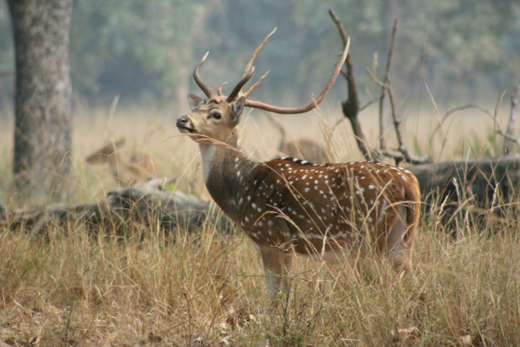 Samode Safari Lodge in Madhya Pradesh | Khajuraho:  Indien Samode Safari Lodge - Bandhavgarh national park