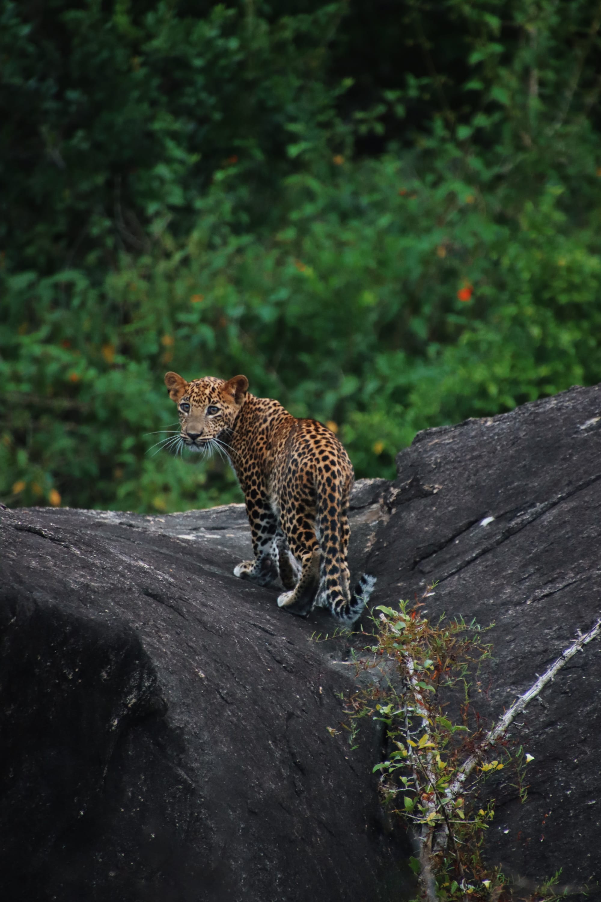 Wild Coast Tented Lodge in Yala National Park:  Wild Coast Tented Lodge