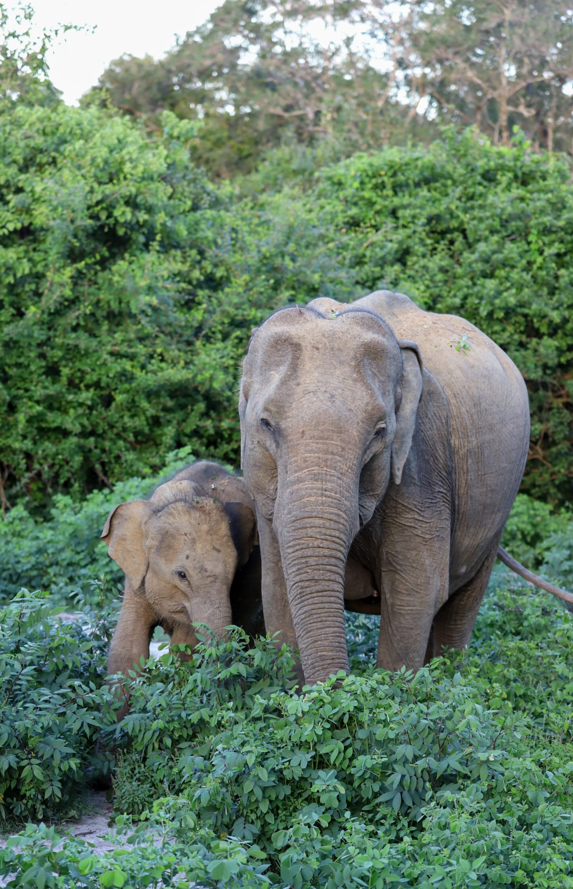 Wild Coast Tented Lodge in Yala National Park:  Wild Coast Tented Lodge