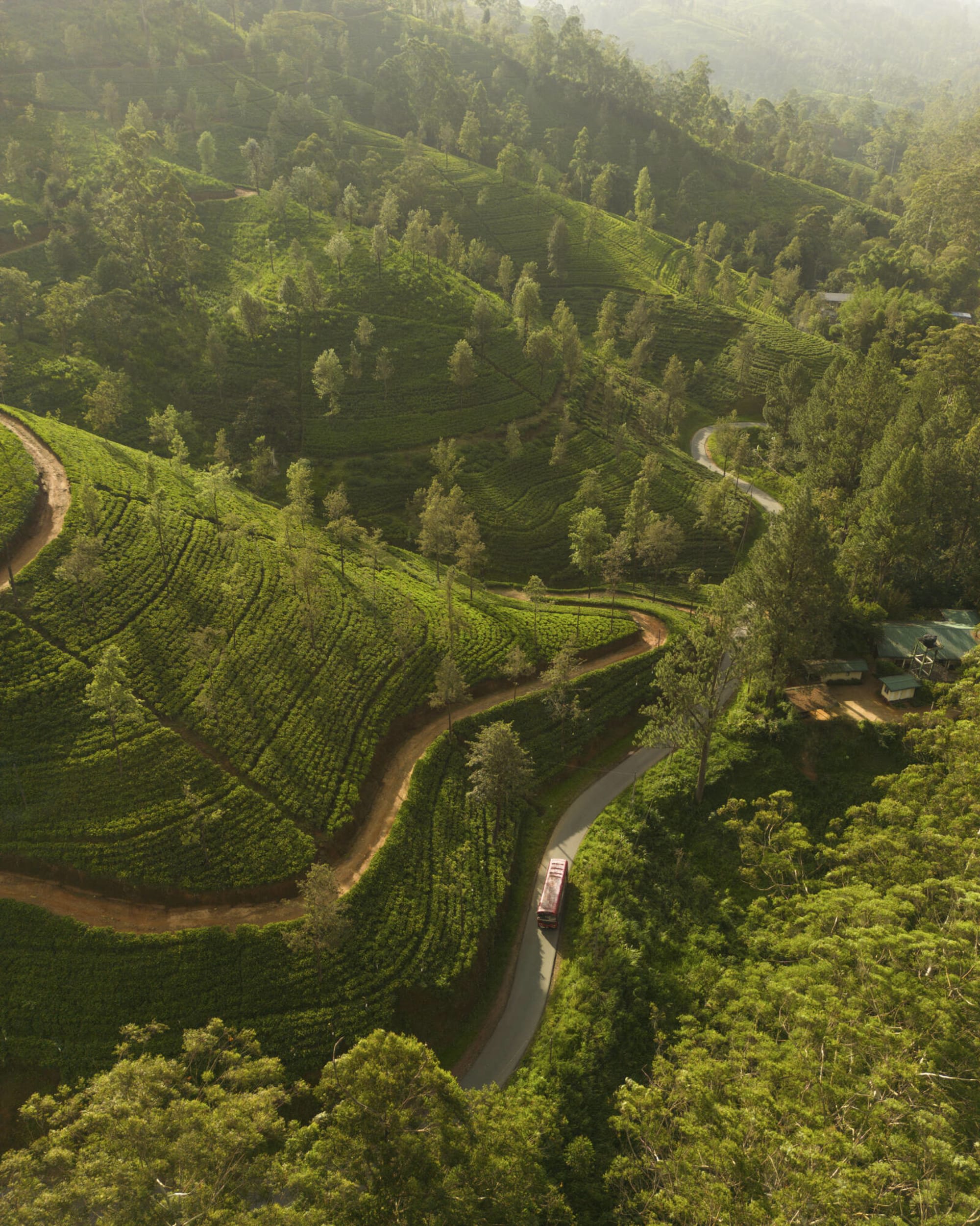Ceylon Tea Trails in Hatton: Ceylon Tea Trails