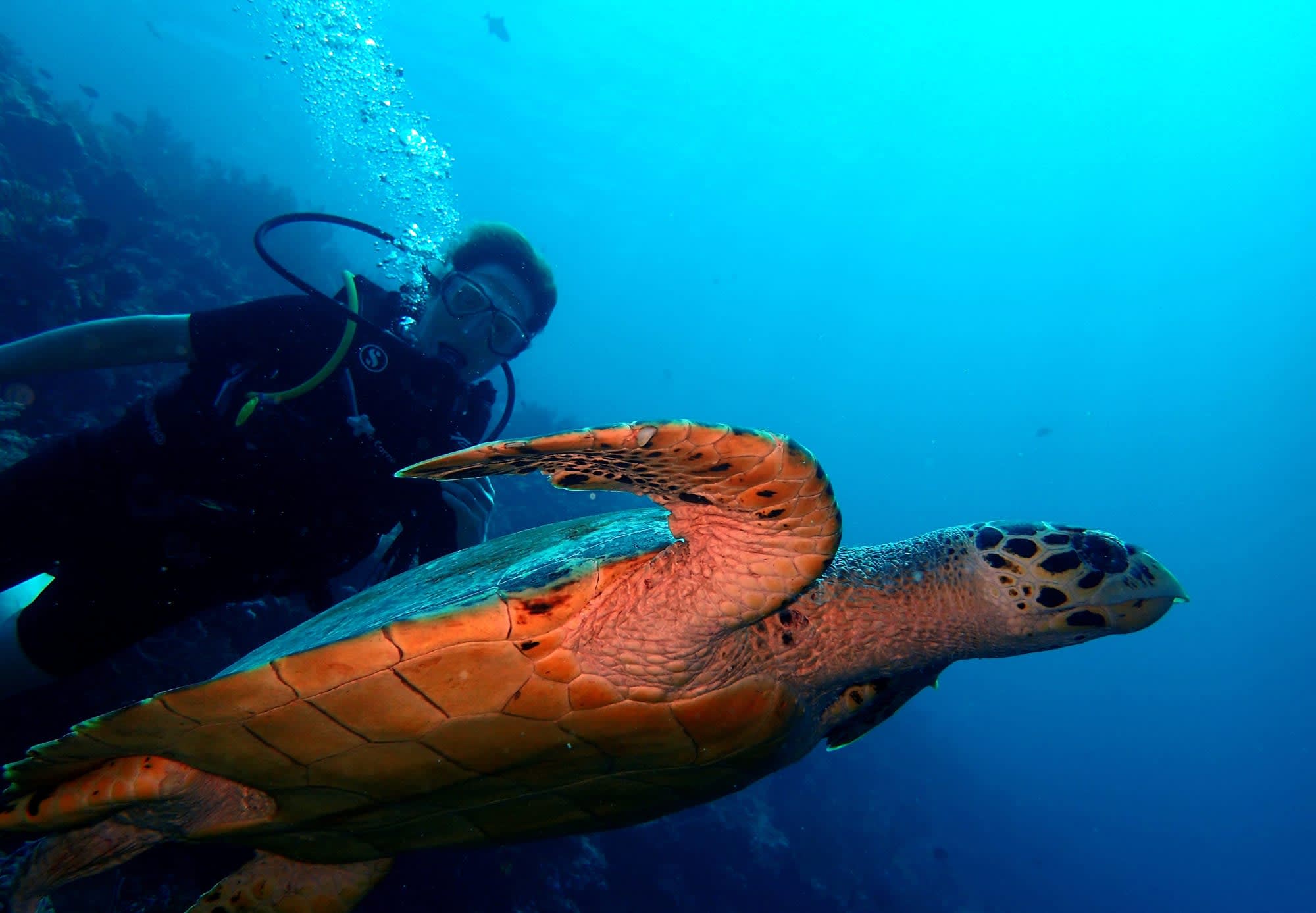 NusaBay Menjangan by WHM in Nord-Bali:  NusaBay Menjangan by WHM 