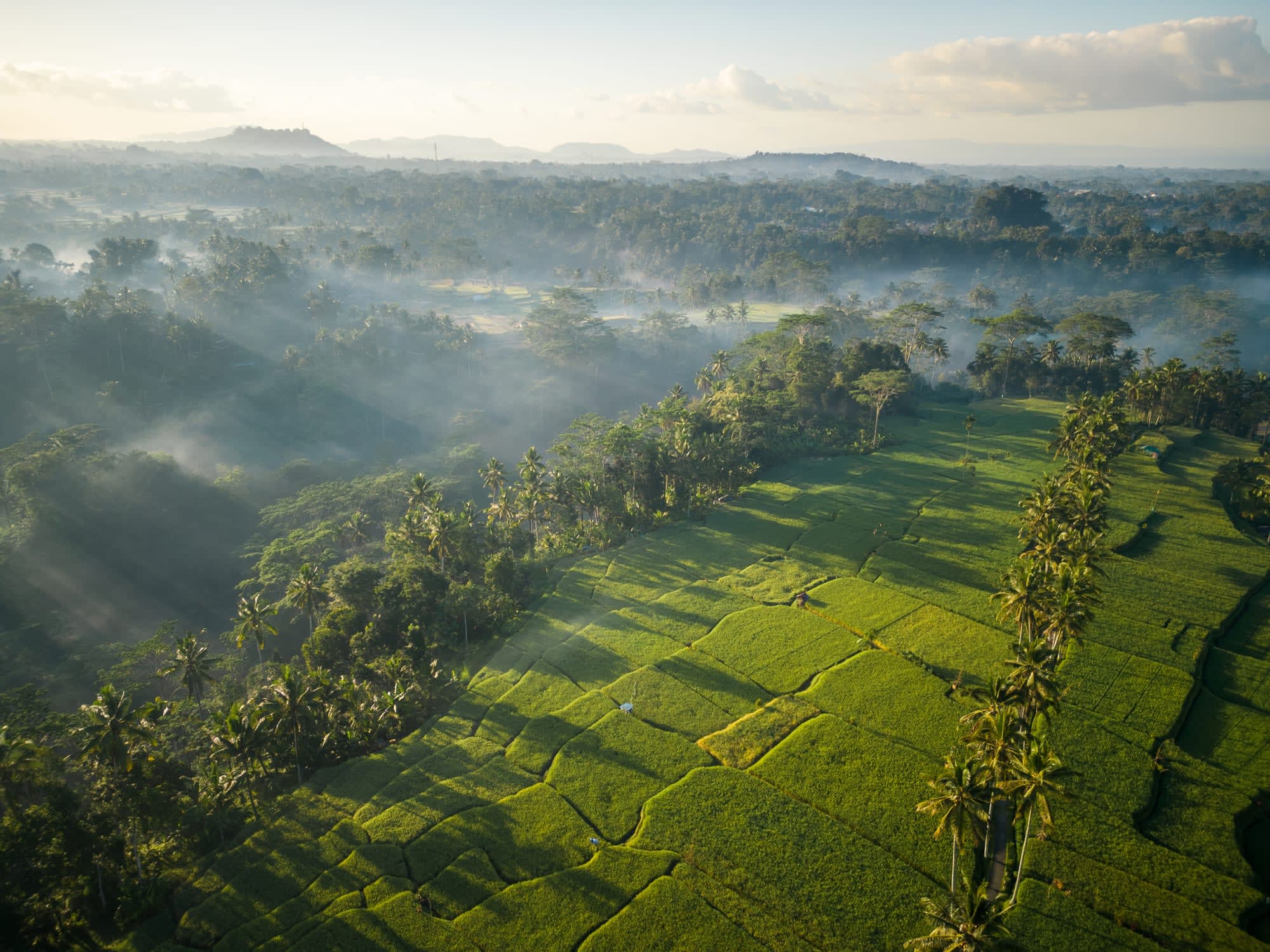 Bambootel Sawah View in Zentral-Bali | Ubud: Bambootel Sawah View