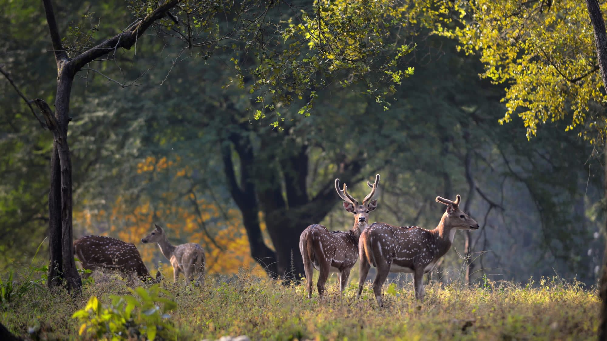 Kanha Earth Lodge in Madhya Pradesh | Khajuraho: Kanha Earth Lodge