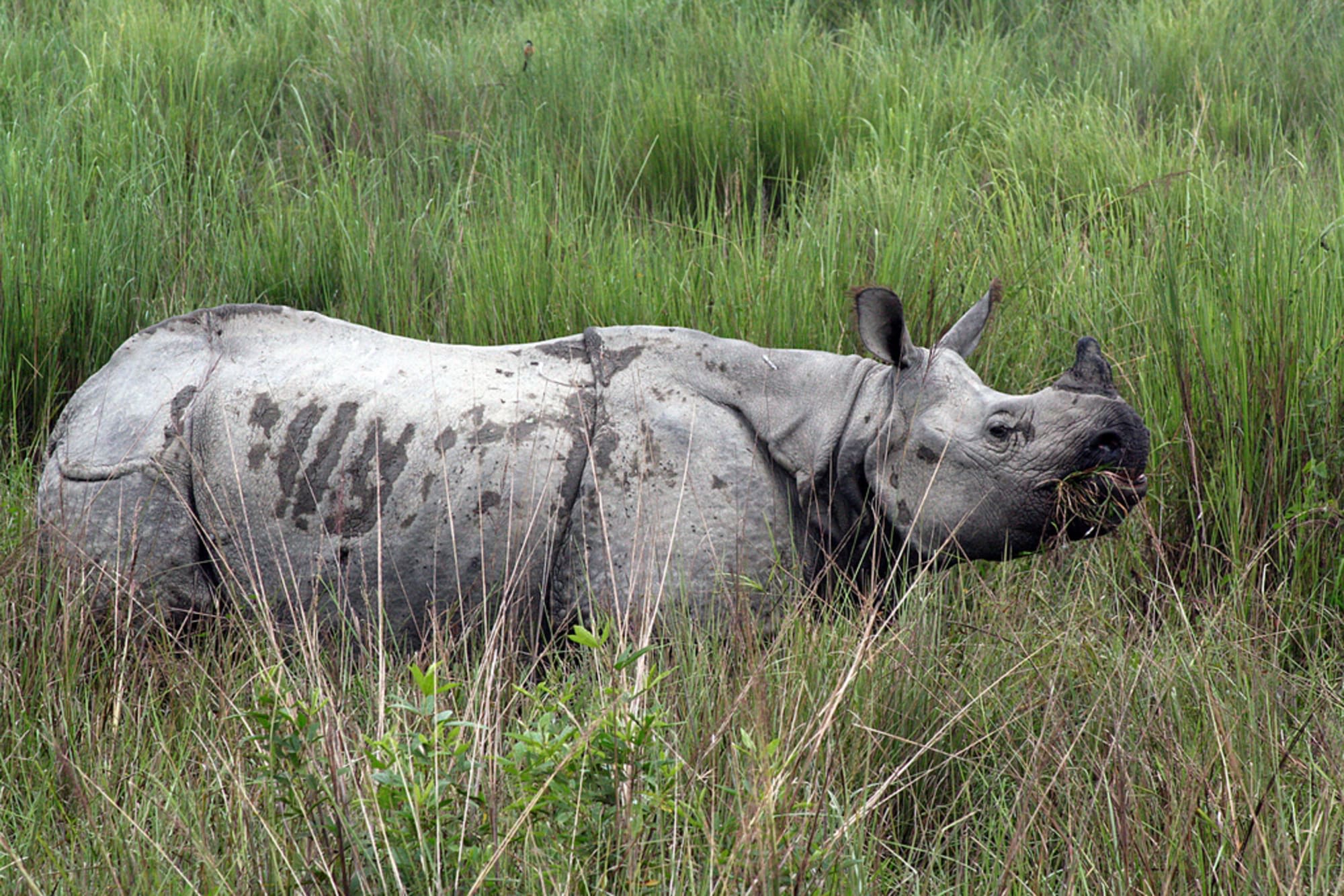 Diphlu River Lodge in Assam | Dibrugarh | Guwahati:  Diphlu River Lodge