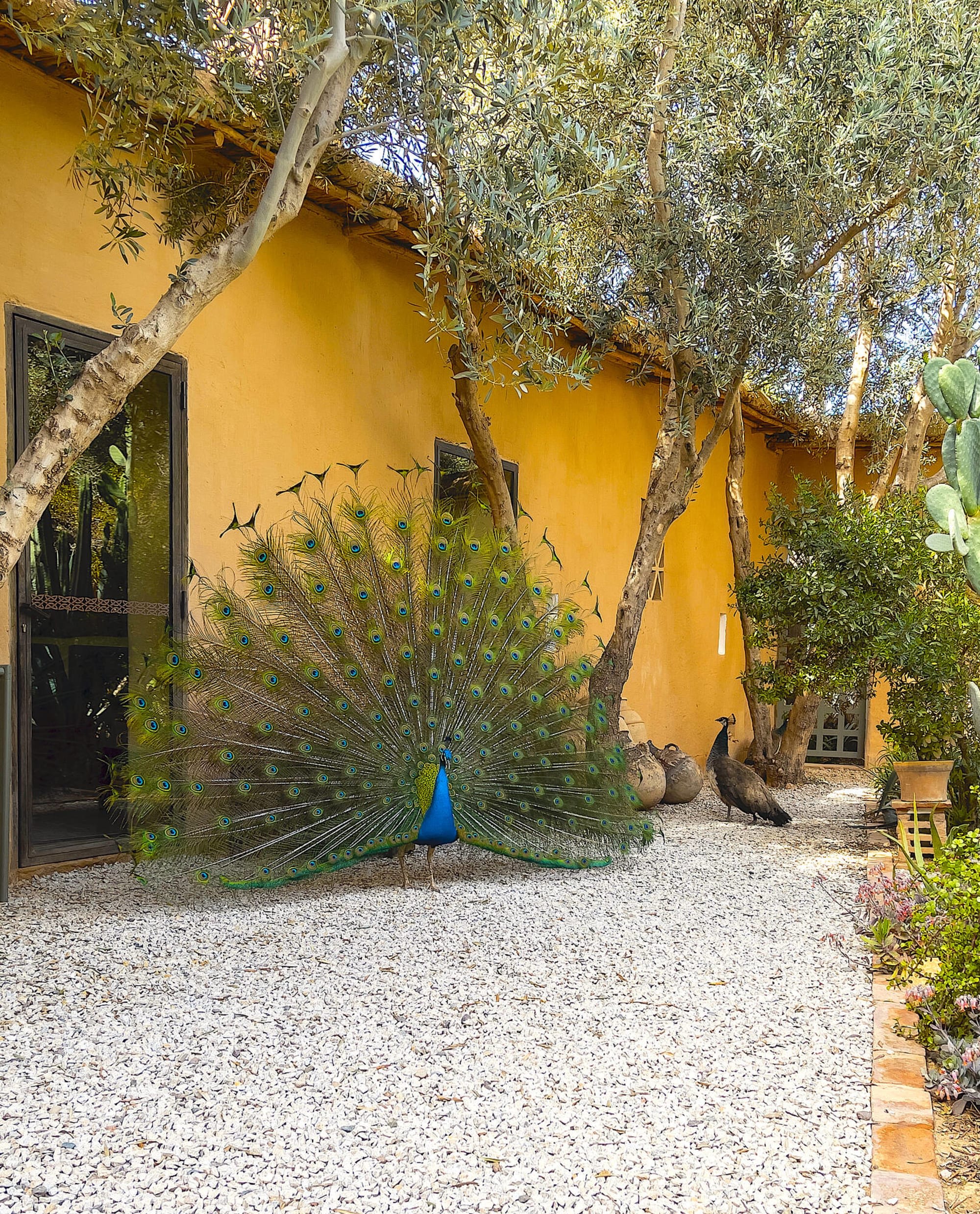 Dar al Hossoun in Taroudant | Souss-Ebene:  Dar al Hossoun