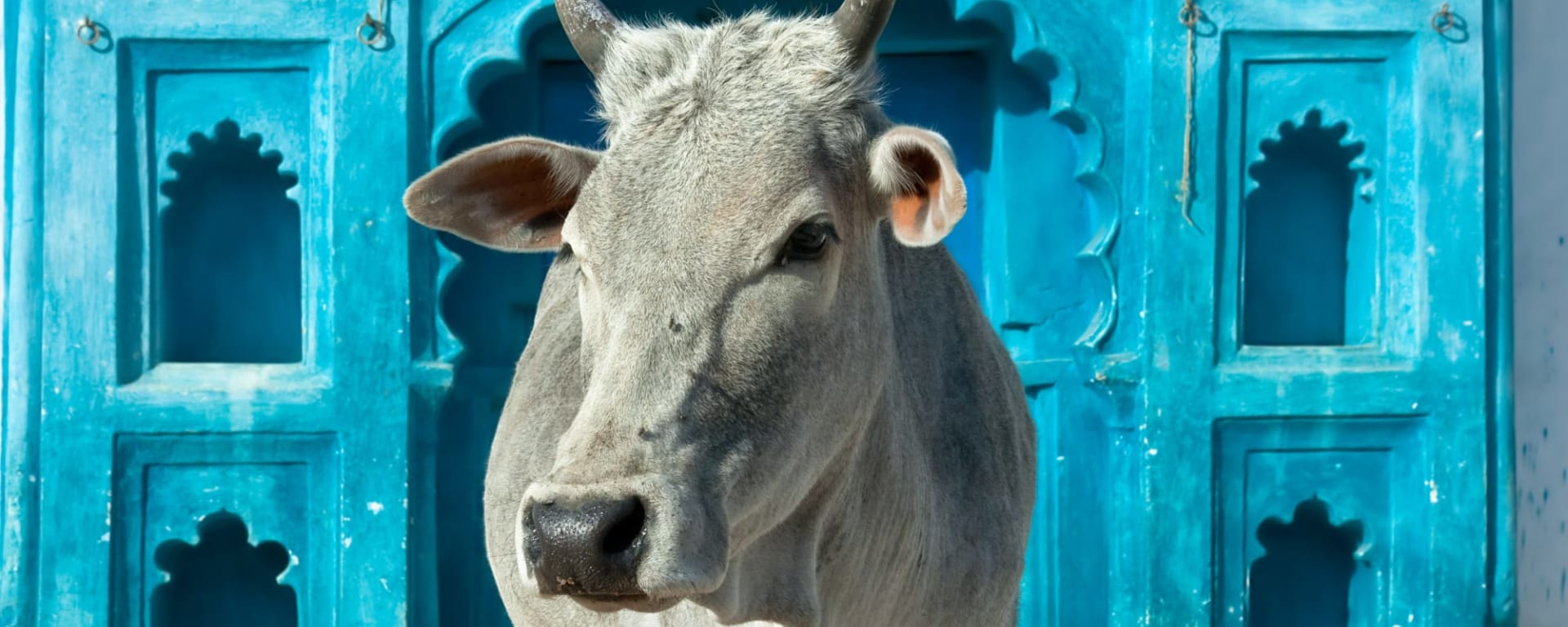 Höhepunkte Indiens ab Delhi: Indien Heilige Kuh