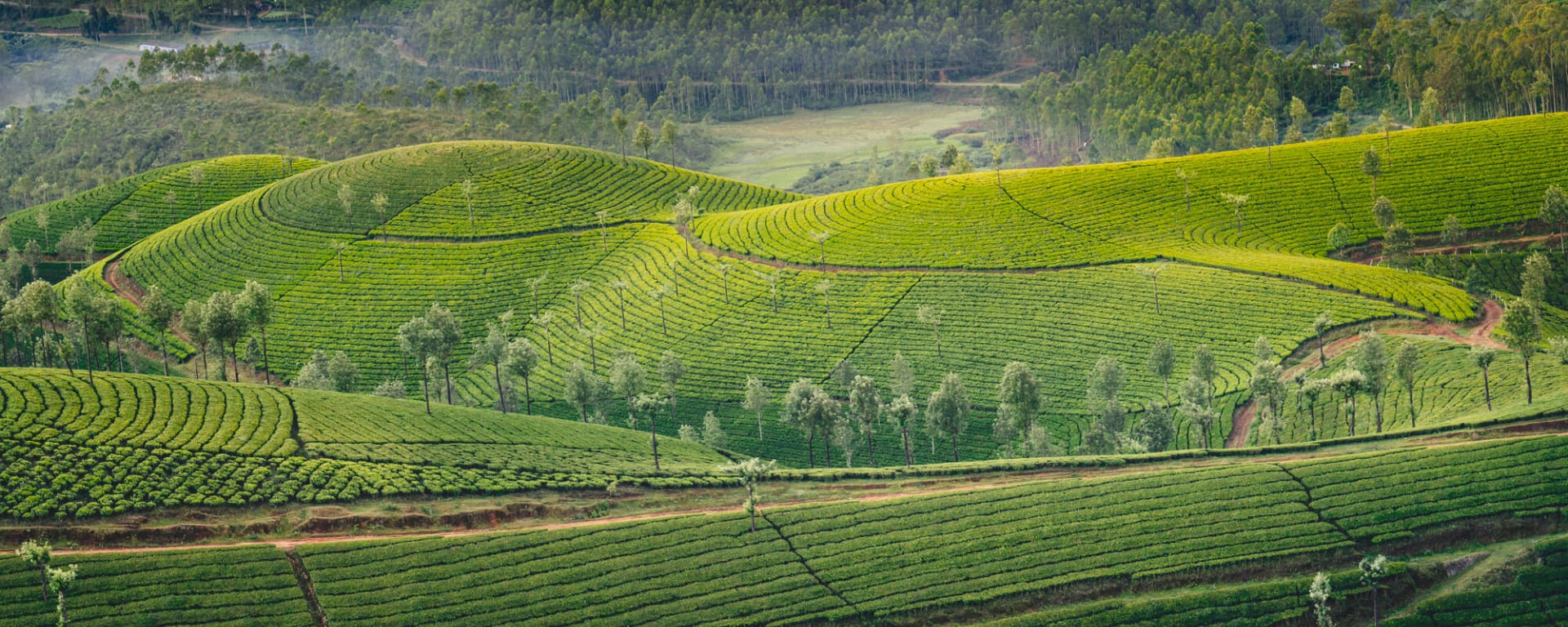 Traumhaftes Kerala ab Kerala | Malabarküste | Kochi: Indien Kerala Munnar