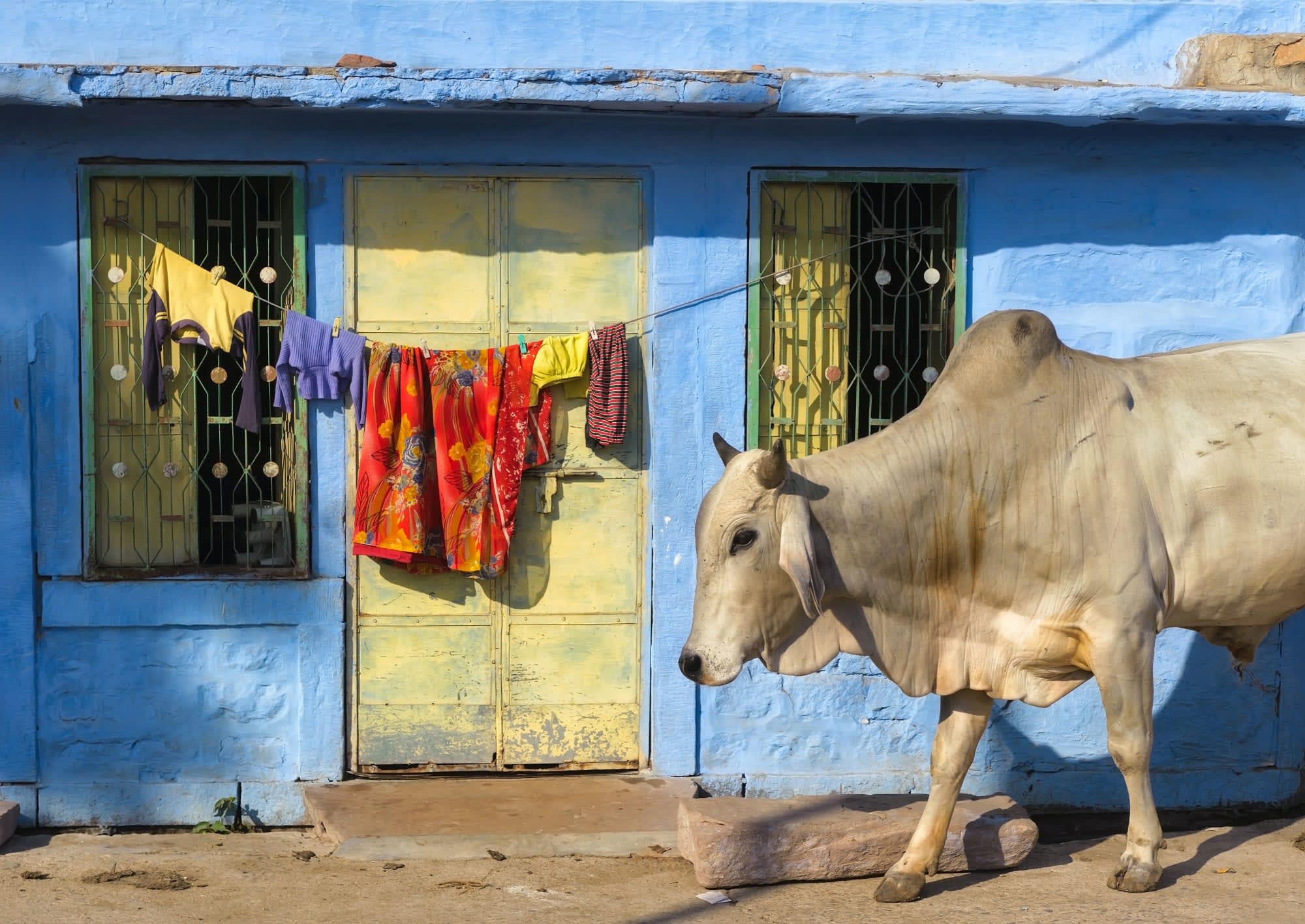 Klassisches Indien ab Delhi: Indien Jodhpur Blaue Stadt