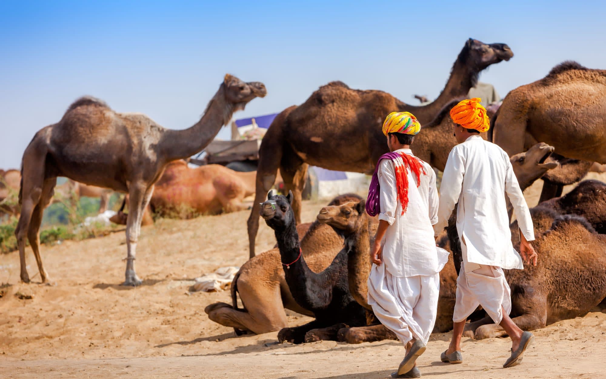 Klassisches Indien ab Delhi: Indien Pushkar Kamelherde