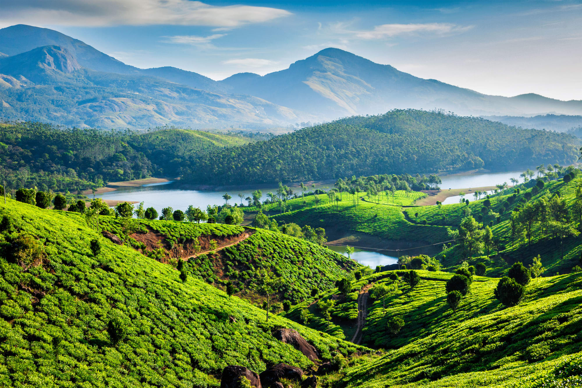 Traumhaftes Kerala ab Kerala | Malabarküste | Kochi: Indien Munnar Teeplantage