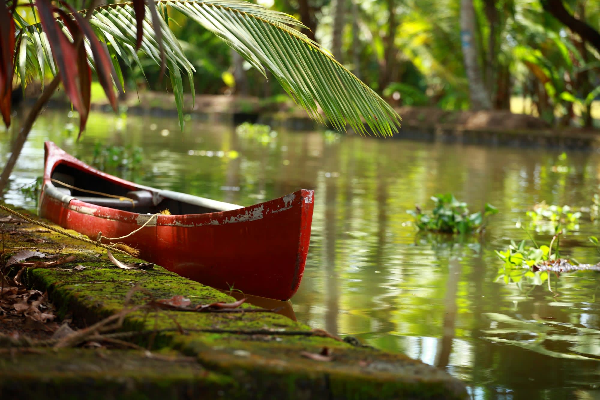 Die Backwaters von Kerala ab Kerala | Malabarküste | Kochi: Indien Kerala Backwaters Kanu