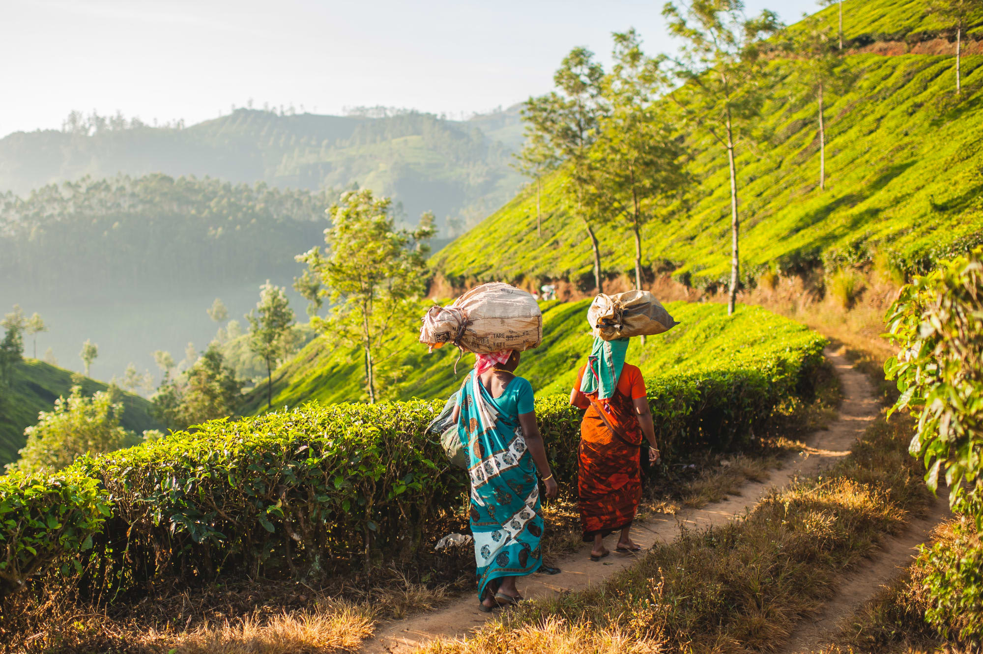 Traumhaftes Kerala ab Kerala | Malabarküste | Kochi: Indien Munnar Teeplantagen