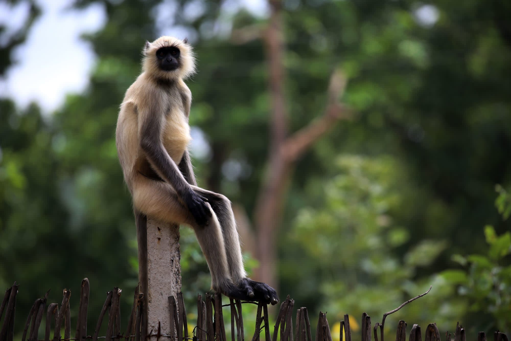 Süden Indiens für Genießer ab Tamil Nadu | Koromandelküste | Chennai: Indien Kerala Affe