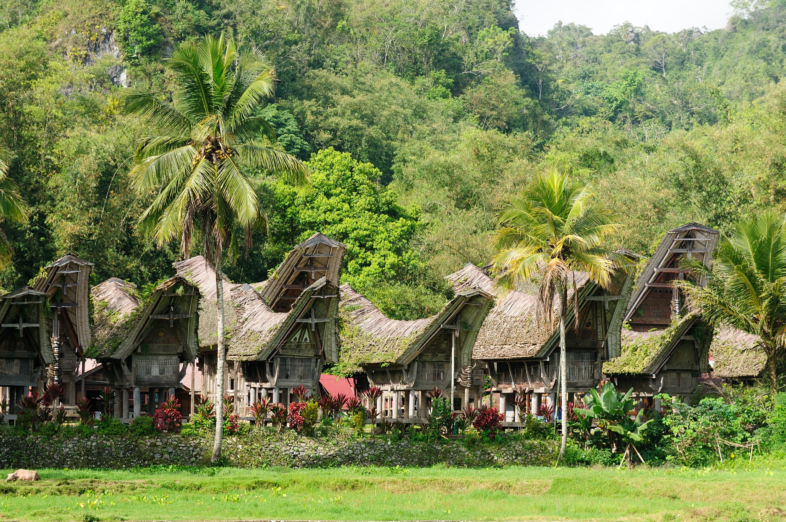 Torajaland Intensiv ab Makassar: Indonesien Toraja Dorf Sulawesi