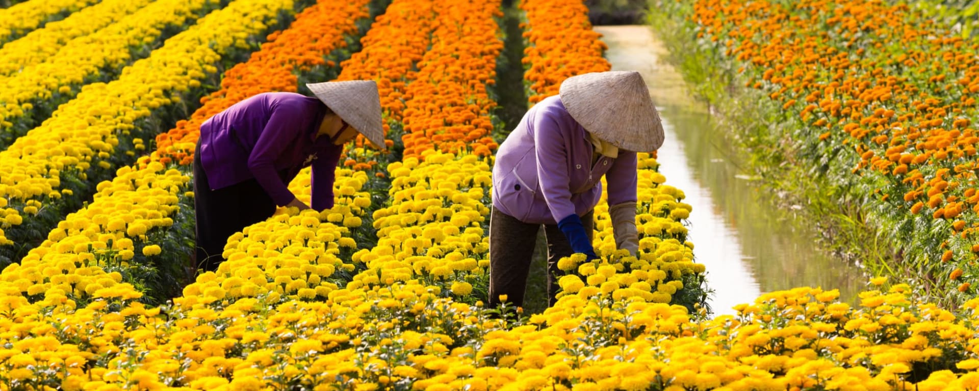 Mekong Eyes Cruises, ab/bis Saigon: Vietnam Mekong Delta Blumenernte