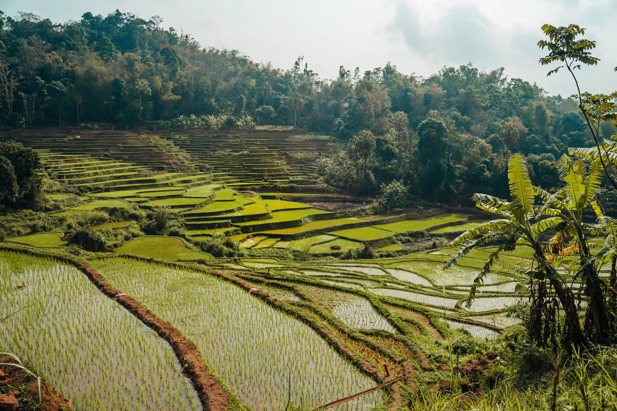 Impressionen Nord-Vietnams ab Hanoi: Vietnam Mai Chau Reisfeld