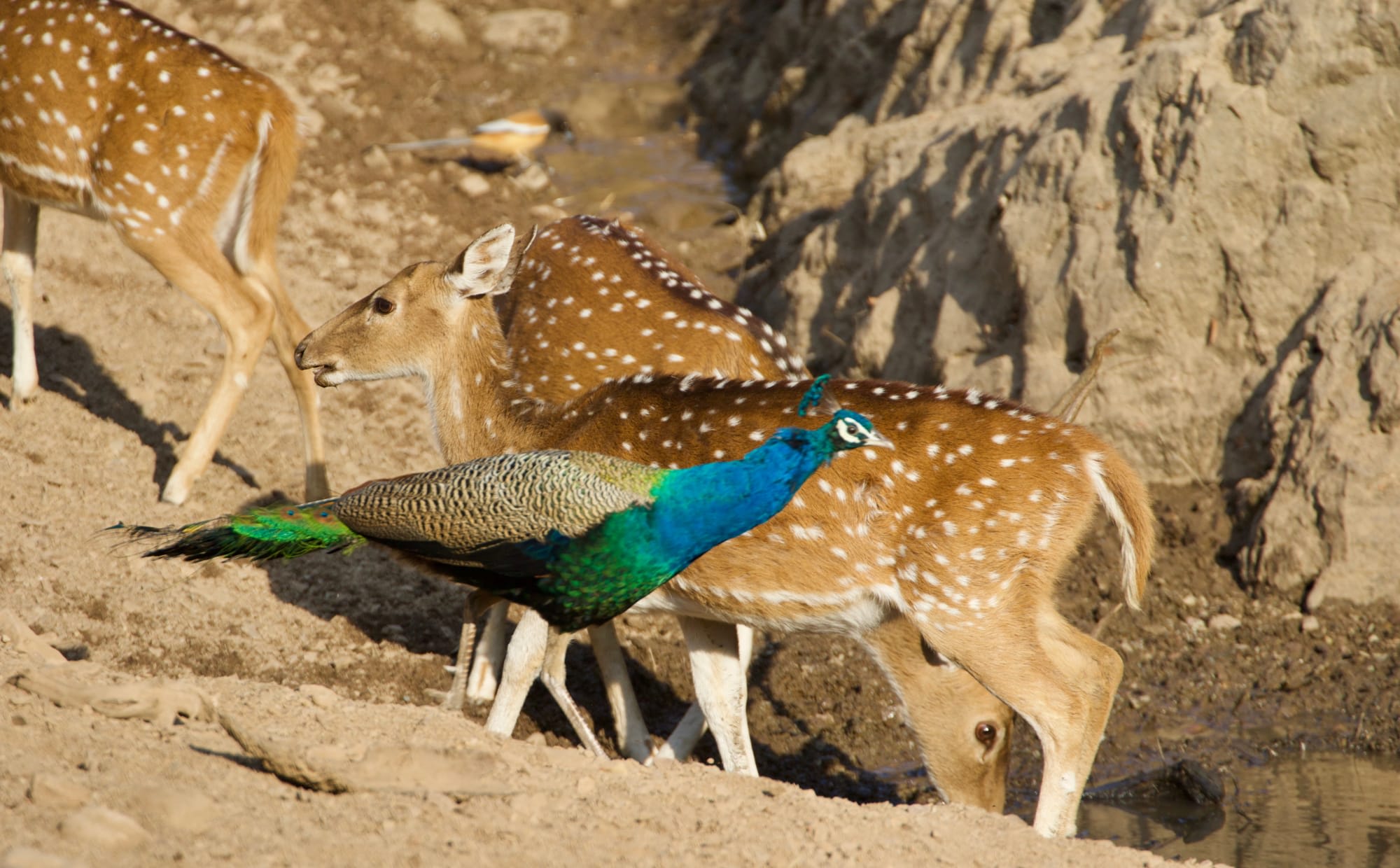 Auf den Spuren der Tiger ab Jaipur & Umgebung: Indien Ranthambore Nationalpark