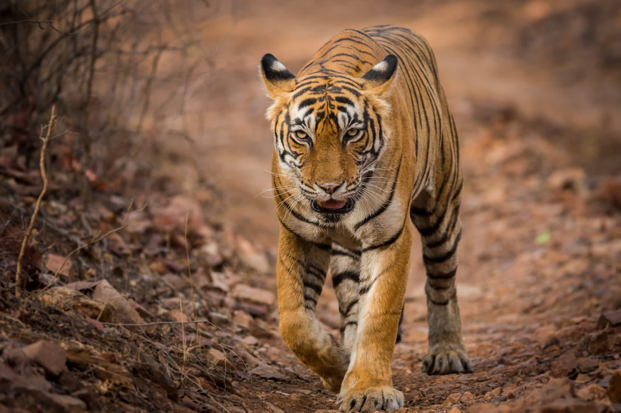 Erlebnis Indien ab Delhi: Indien Ranthambore Tiger