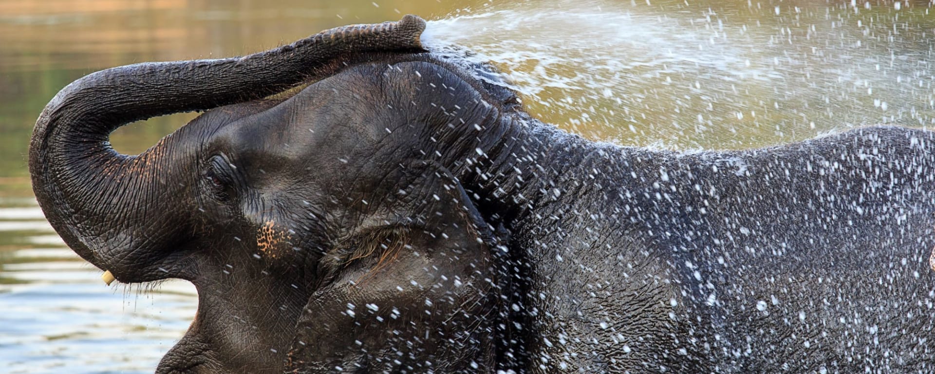 Soft Adventure River Kwai ab Bangkok: Thailand Kanchanaburi Elefant