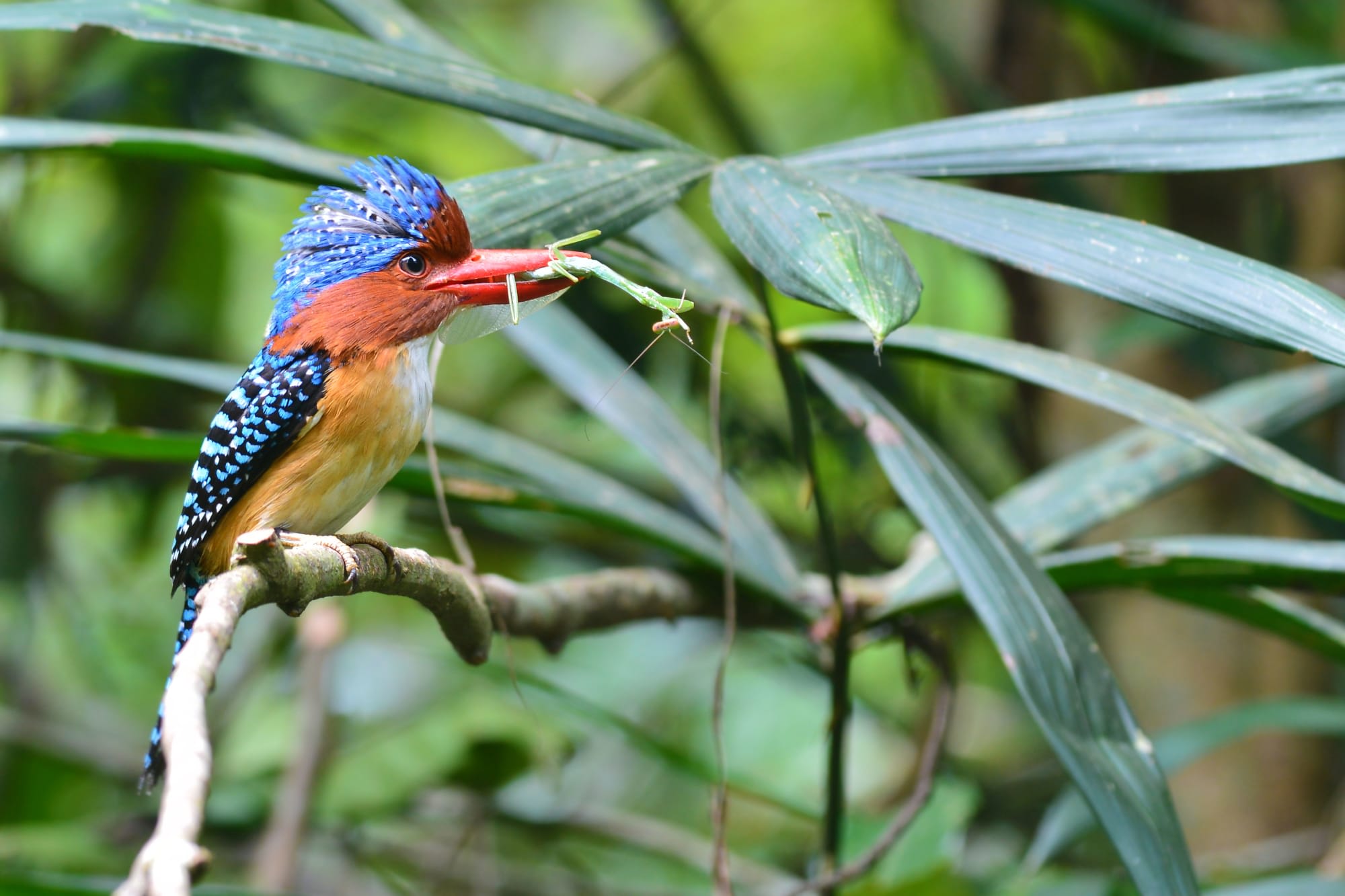 Isan - der verborgene Schatz Thailands ab Bangkok: Thailand Khao Yai Nationalpark