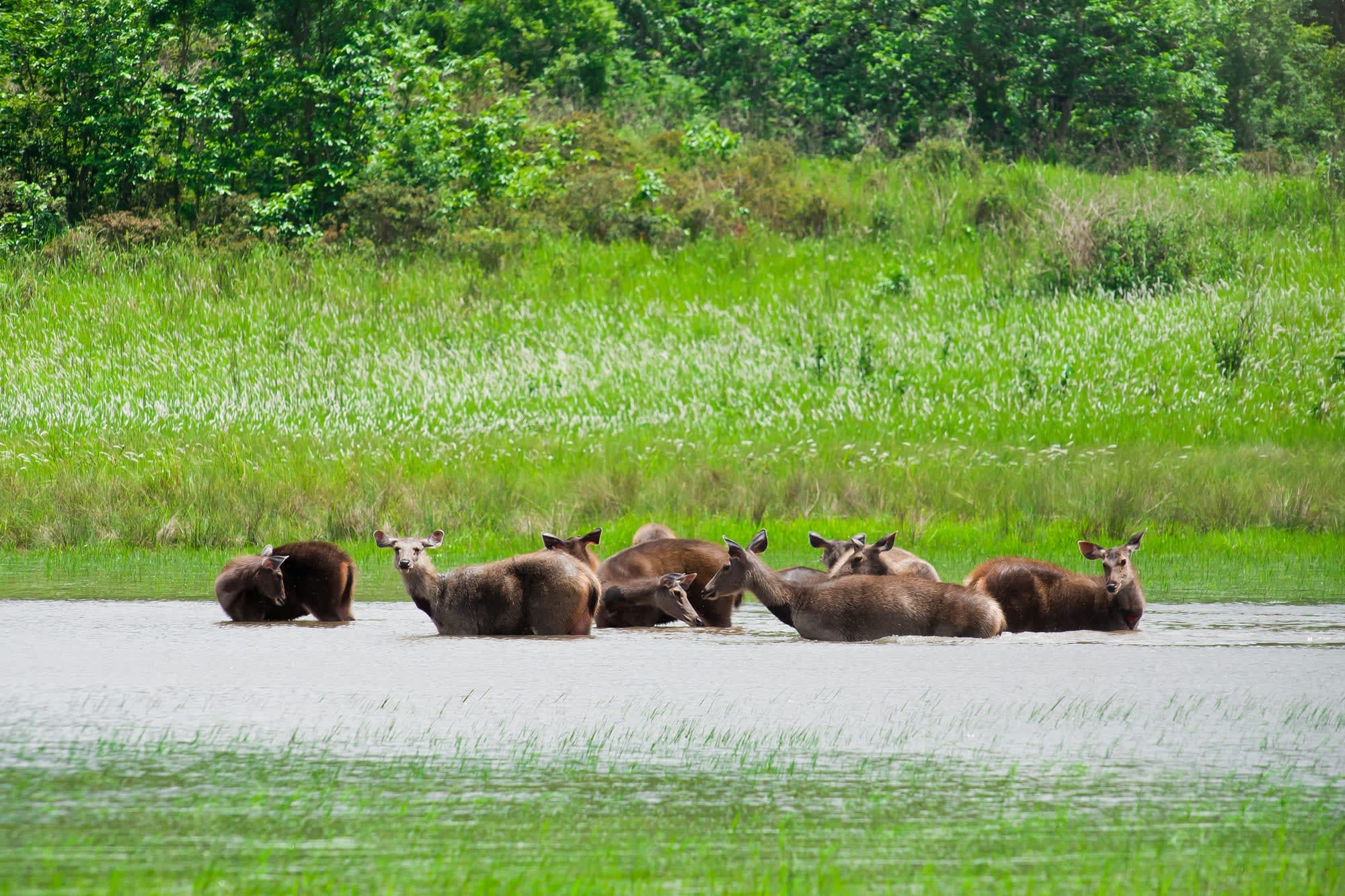 Natur & Kultur rund um Bangkok: Thailand Khao Yai Nationalpark Rehe