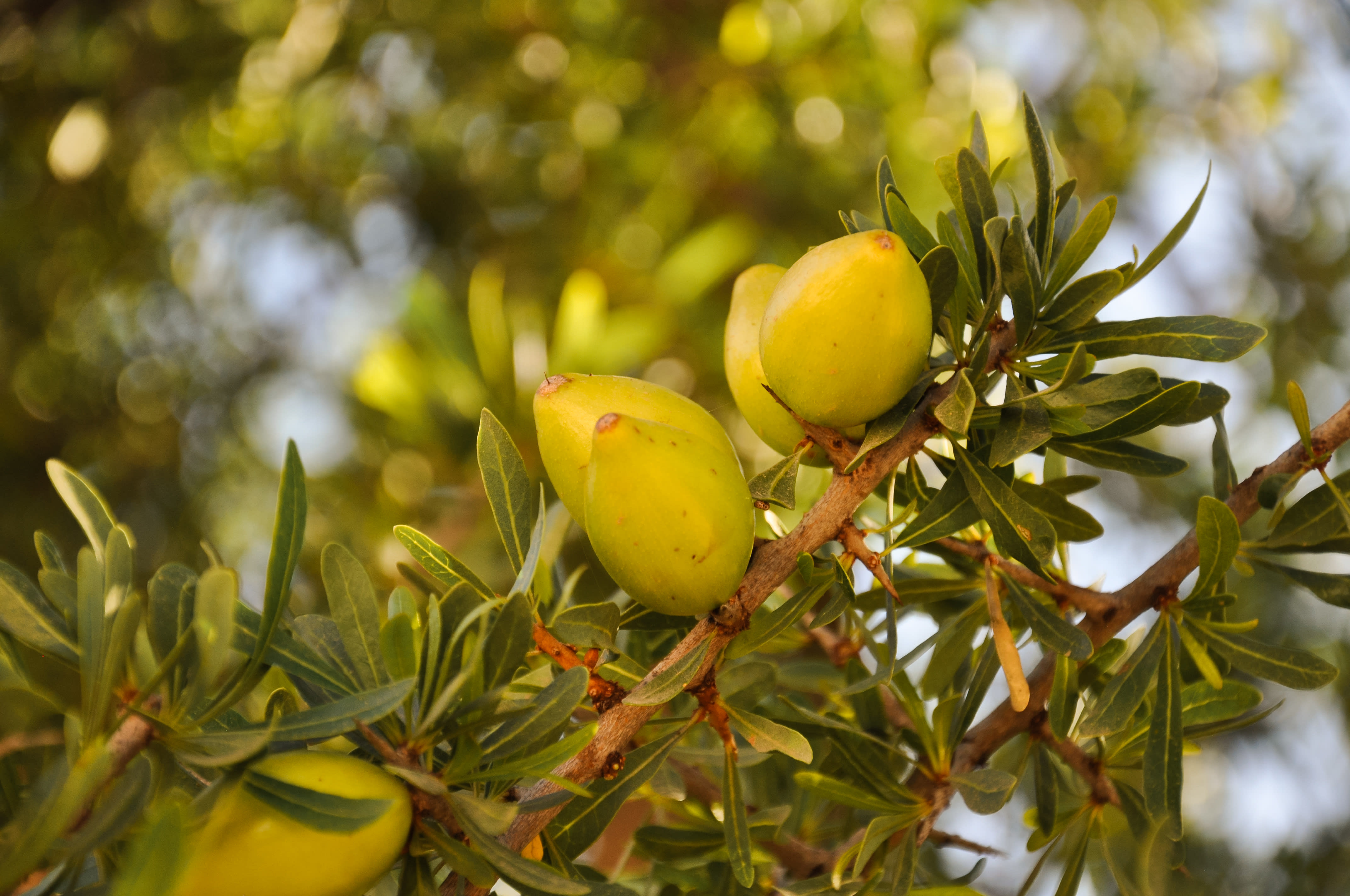 Zwischen Atlas, Wüste und Meer ab Marrakesch: Marokko Argan Baum