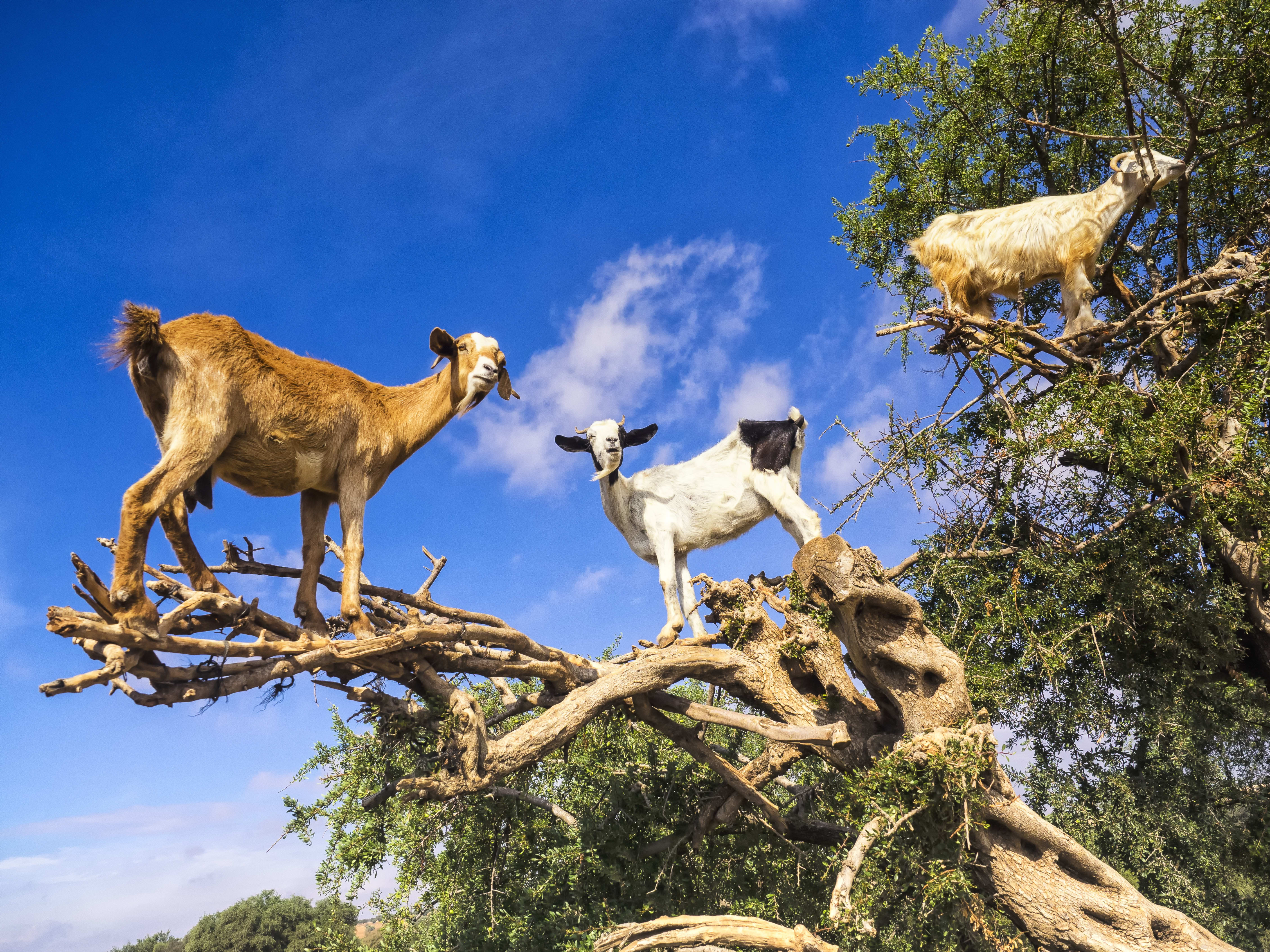 Marokkos Süden - Natur & Kultur ab Marrakesch: Marokko Ziegen im Baum