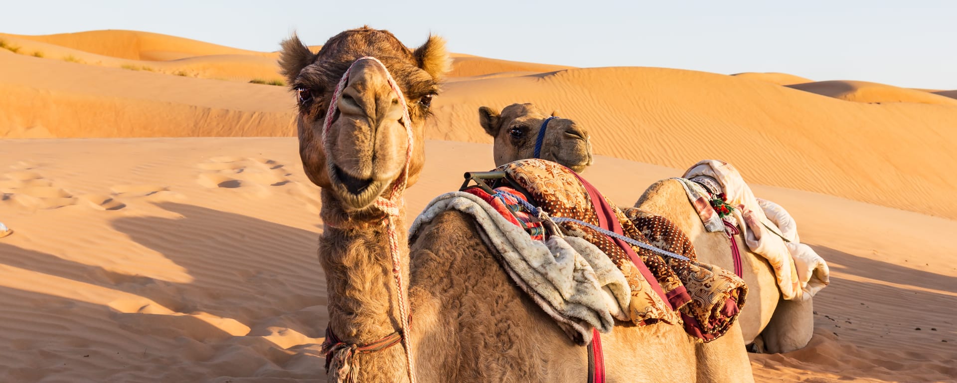 Erlebnis Wüste ab Muscat: Oman Kamele