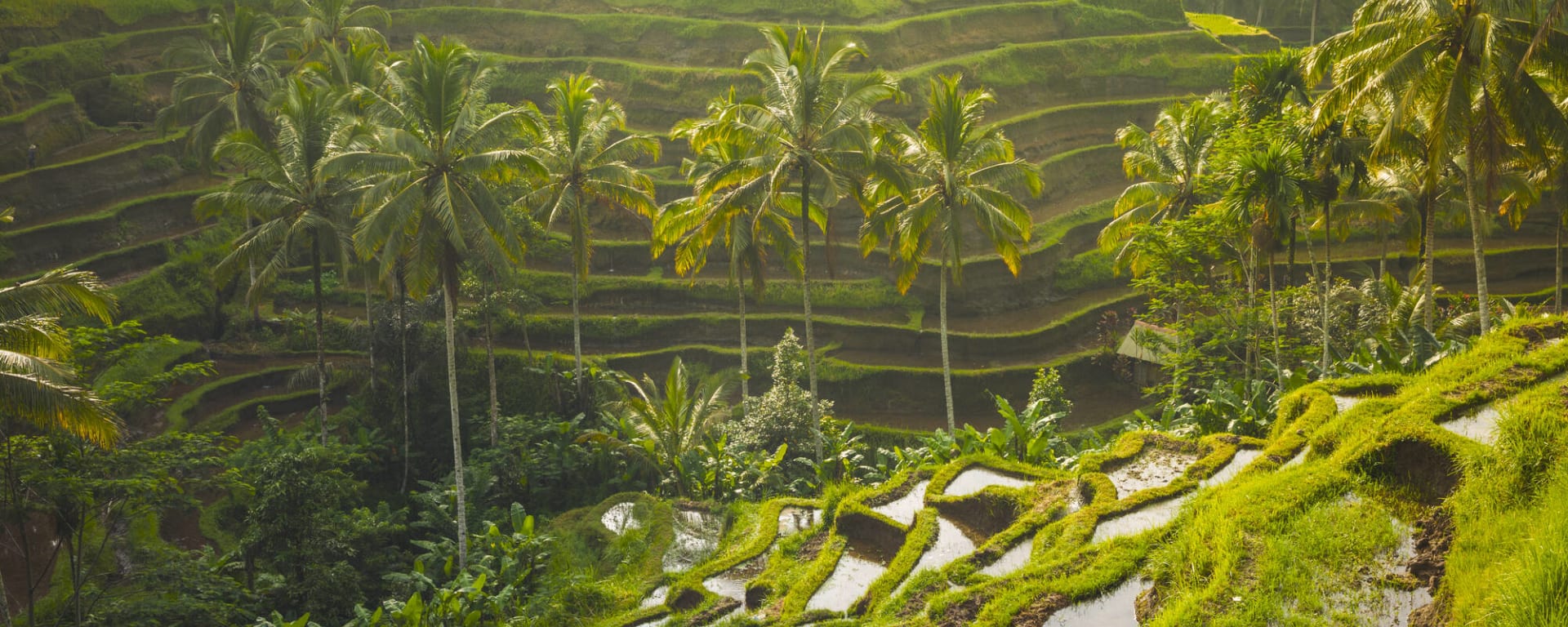 Klassisches Bali ab Süd-Bali: Indonesien Bali Ubud Reisterrassen