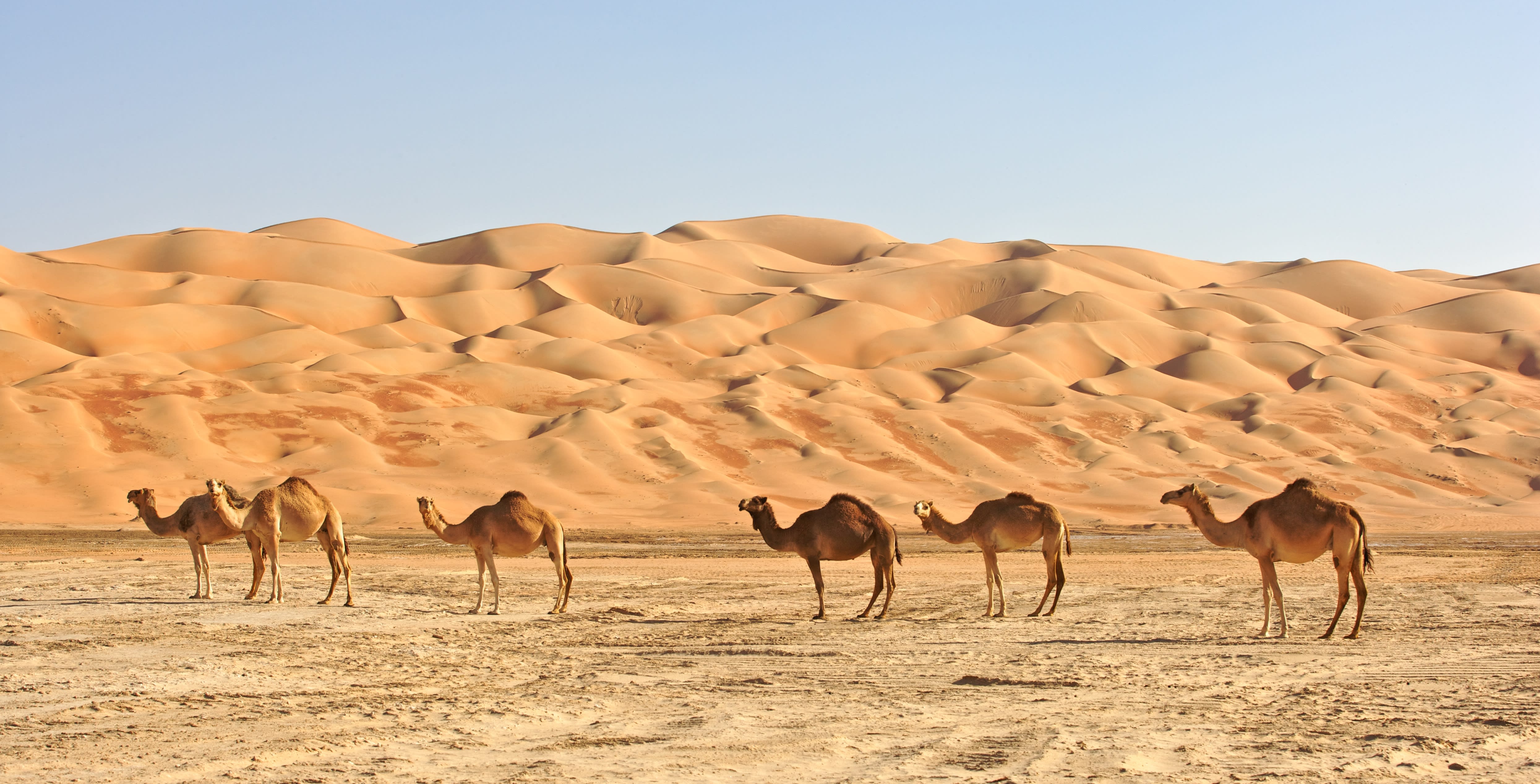 Erlebnis Wüste ab Muscat: Oman Wüste Kamele