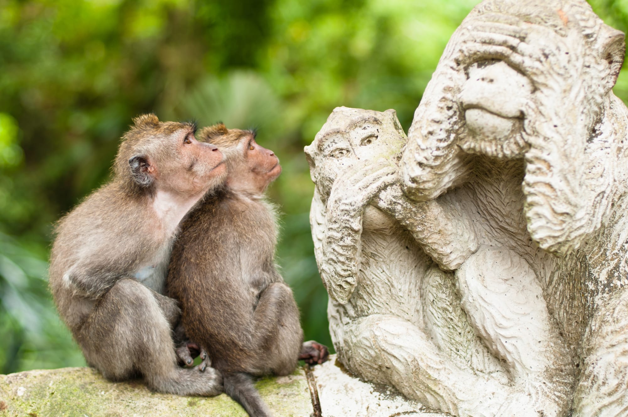 Klassisches Bali ab Süd-Bali: Indonesien Bali Ubud Monkey Forest