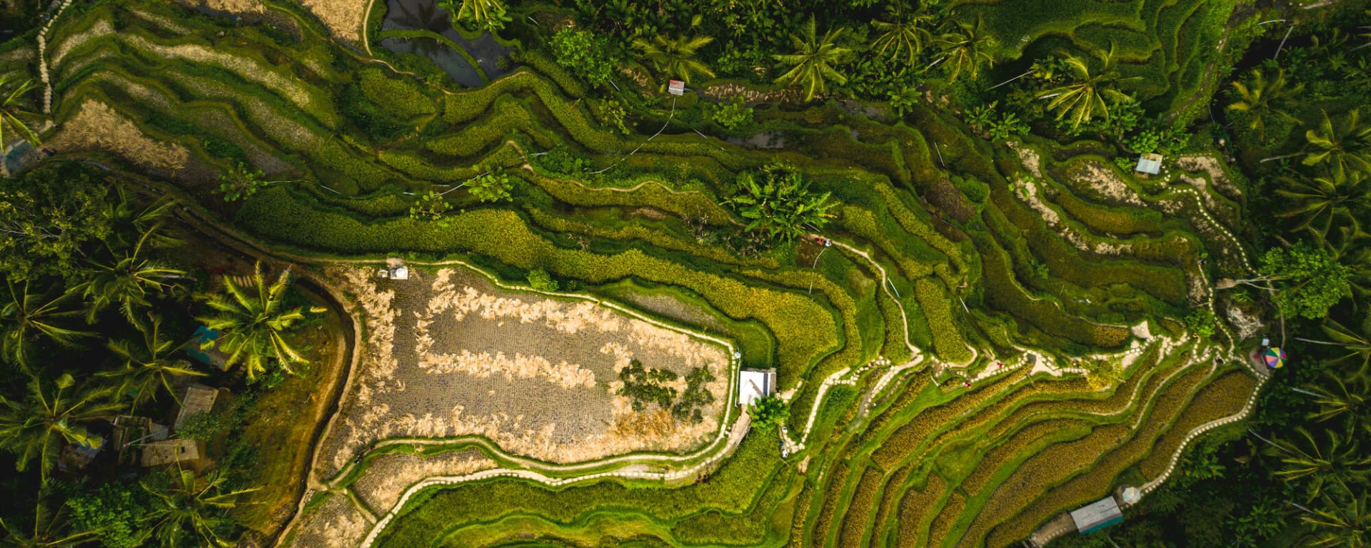 Bali Pur ab Süd-Bali: Indonesien Bali Reisterrassen