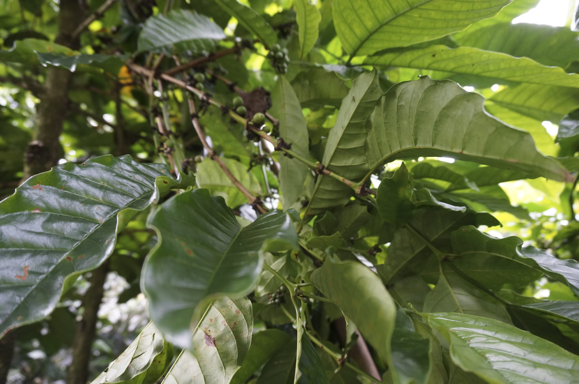 Balis unbekannter Westen und Ijen Vulkan ab Süd-Bali: Indonesien Bali Kaffeeplantage
