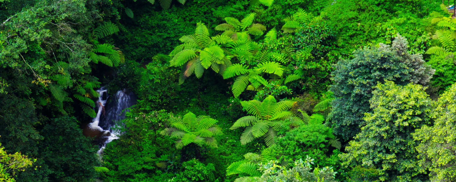 Gunung Leuser Nationalpark ab Medan: Indonesien Sumatra Gunung Leuser Nationalpark 
