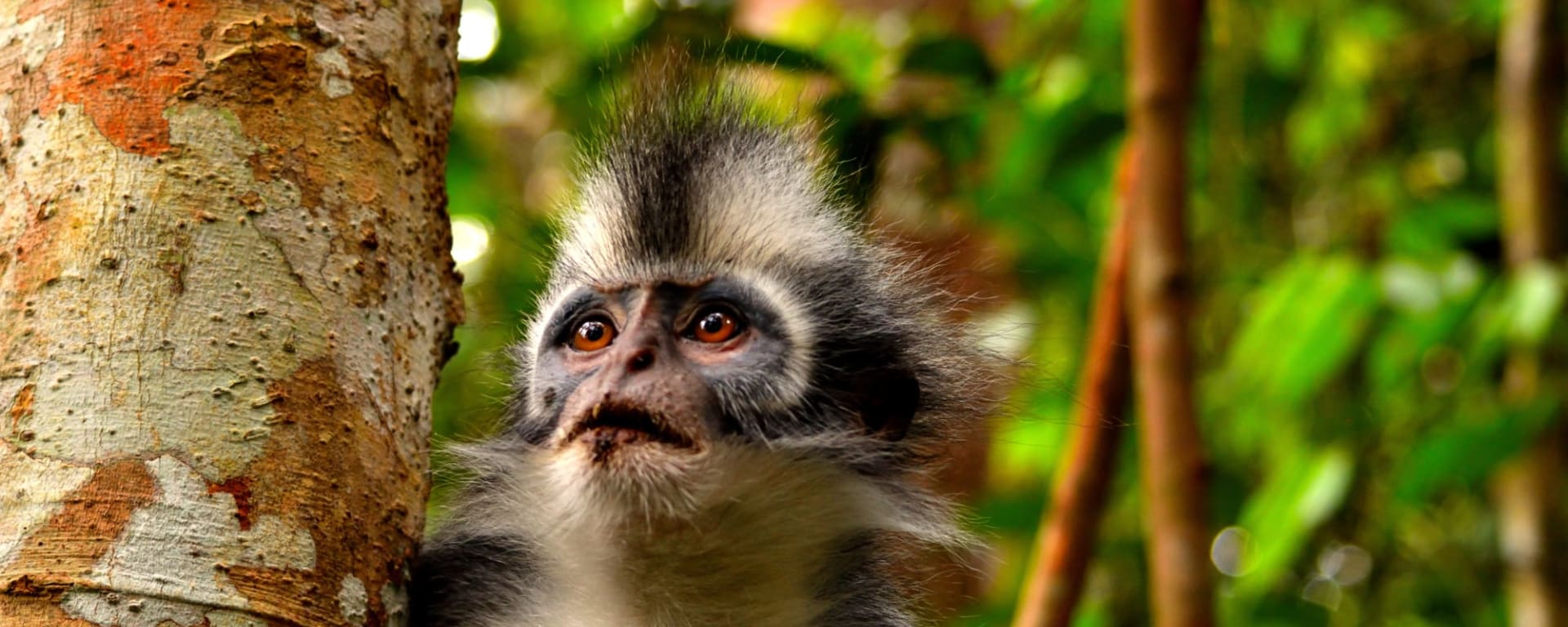 Gunung Leuser Nationalpark ab Medan: Indonesien Sumatra Gunung Leuser Nationalpark Thomas-Langur
