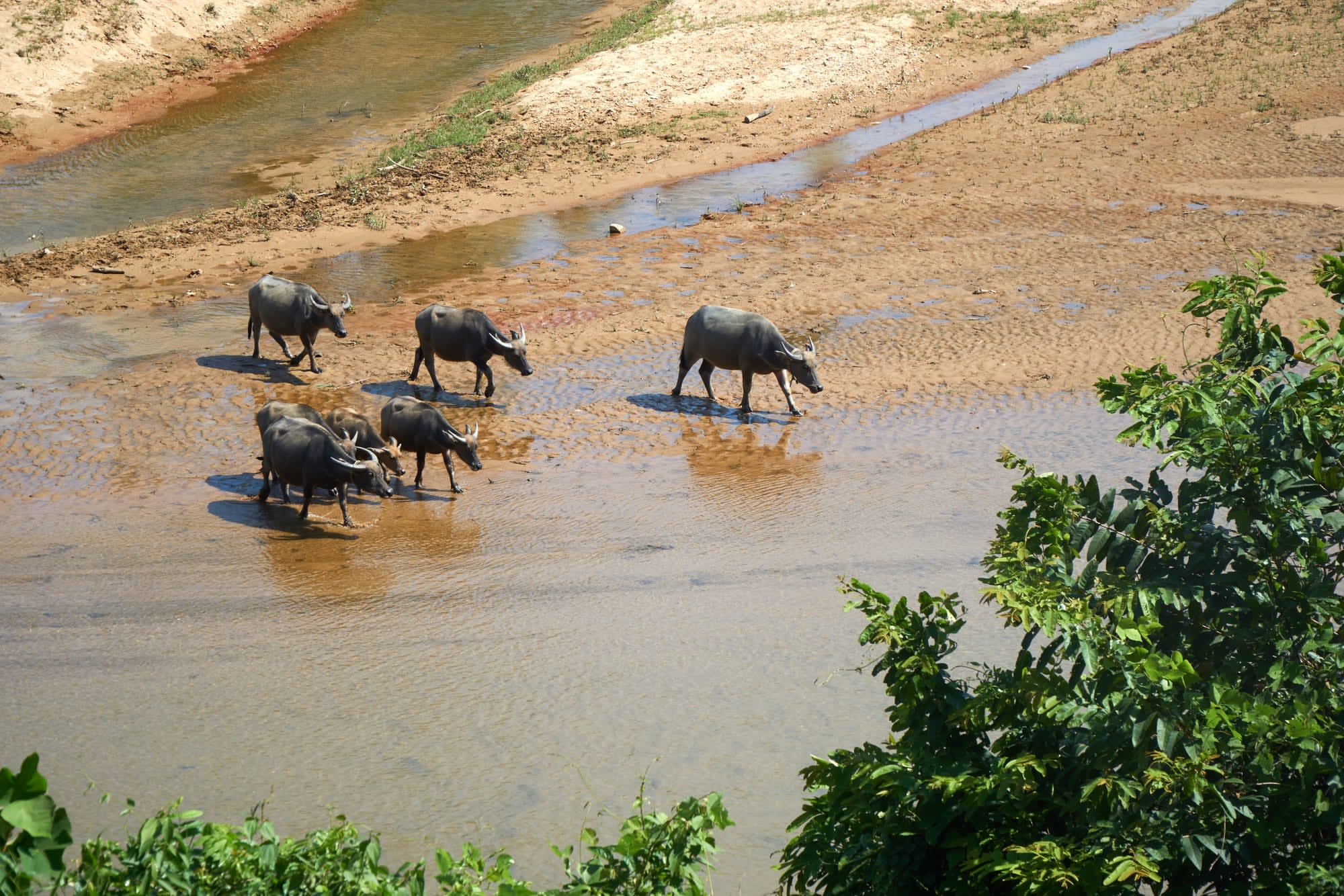 Phong Nha Ke Bang Nationalpark, ab Hanoi bis Hue: Vietnam Phong Nha Ke Bang NP Wasserbüffel