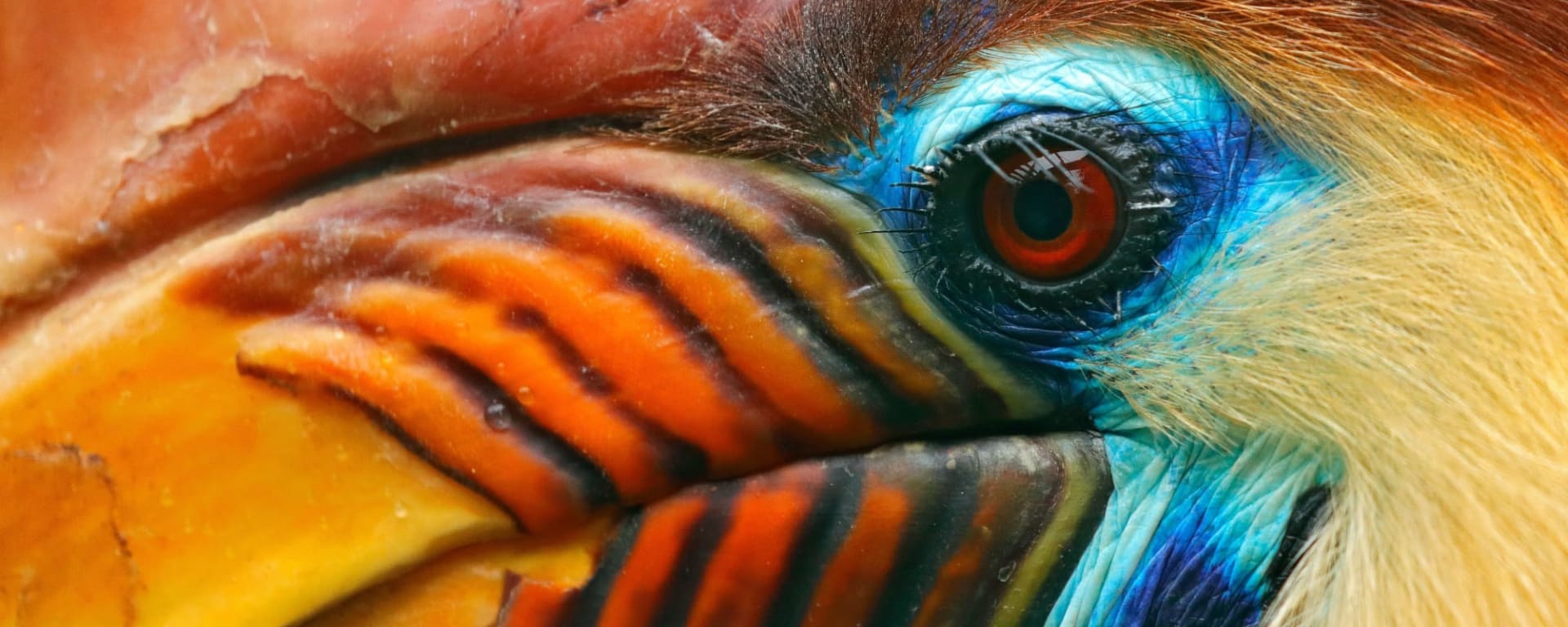 Im Hochland der Minahasa ab Manado: Indonesien Sulawesi Nashornvogel