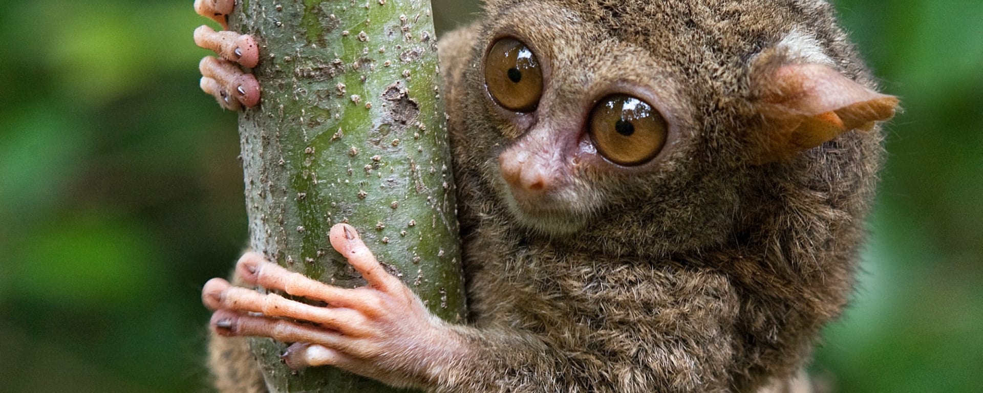 Im Hochland der Minahasa ab Manado: Indonesien Sulawesi Tarsier