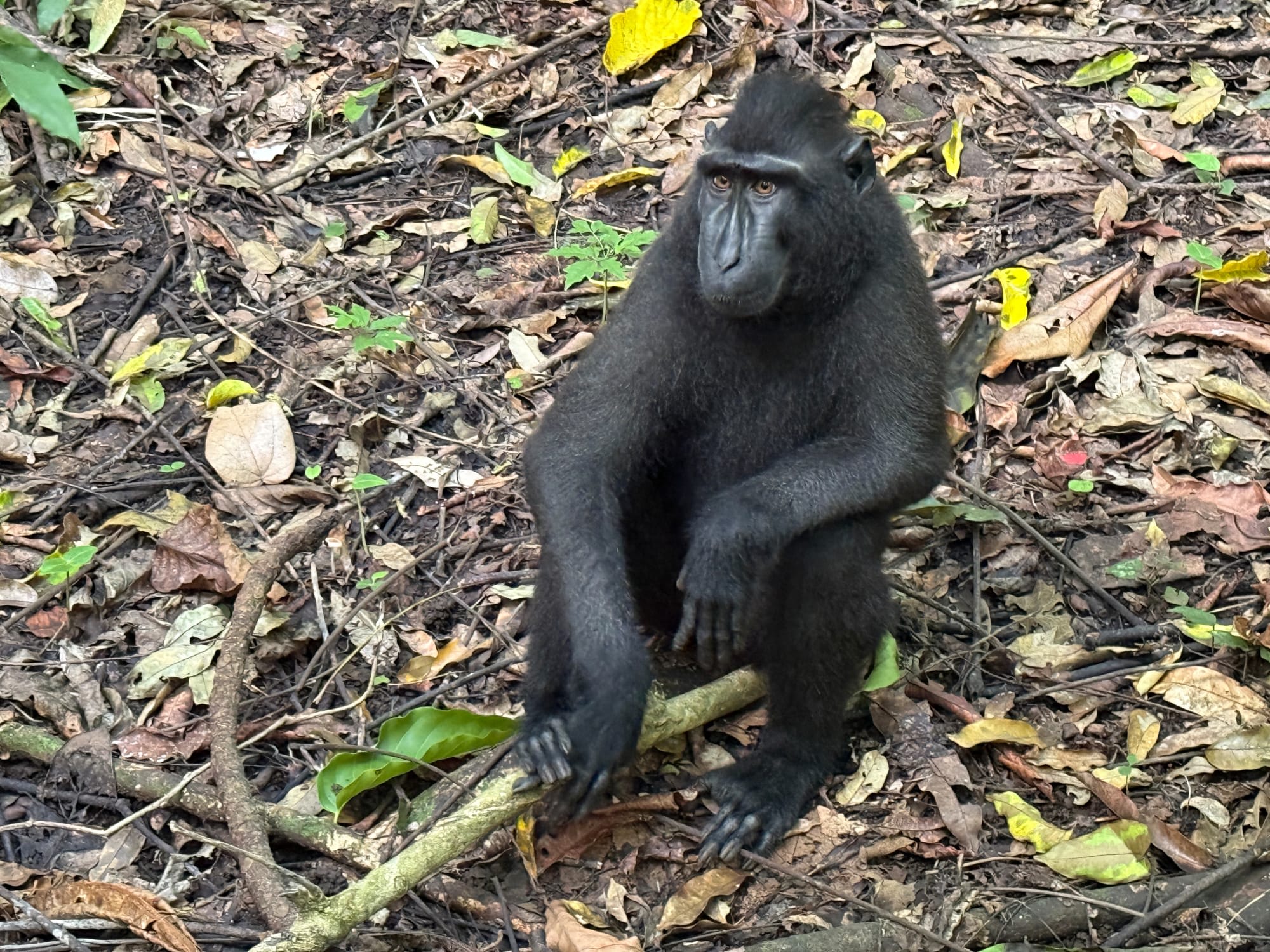 Im Hochland der Minahasa ab Manado: Indonesien Sulawesi Tangkoko Nationalpark Schwarzer Makake