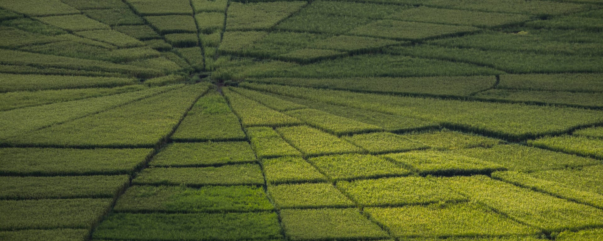 Naturparadies Flores ab Ende: Indonesien Flores Spinnennetz Reisfeld