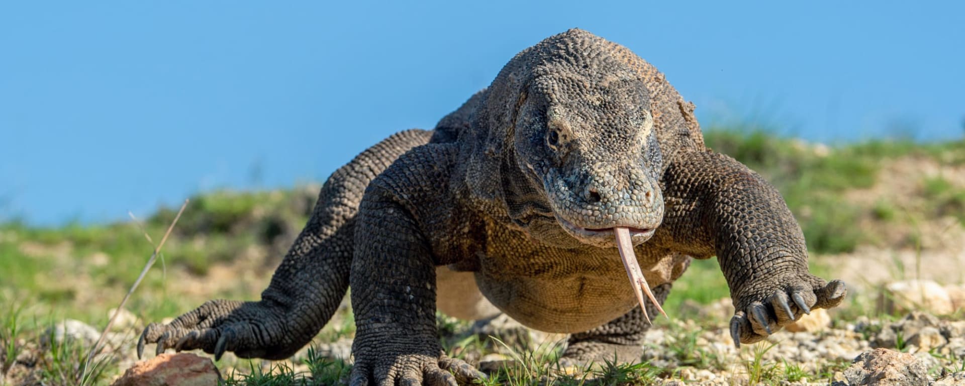 Abenteuer Komodo ab Labuan Bajo: Indonesien Komodo Island Komodowaran