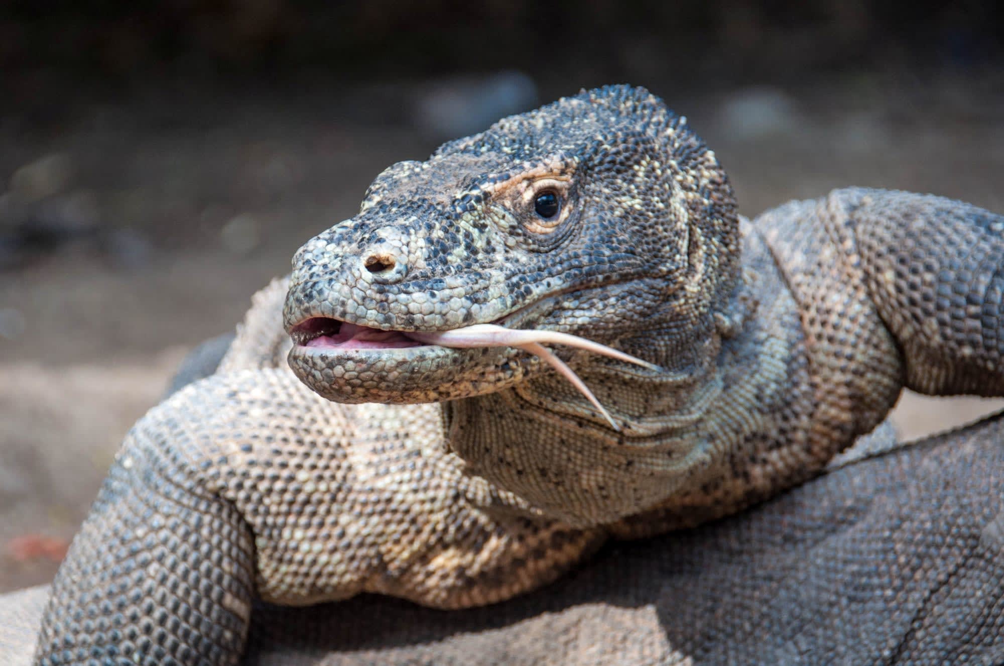 Abenteuer Komodo ab Labuan Bajo: Indonesien Komodo Island Waran