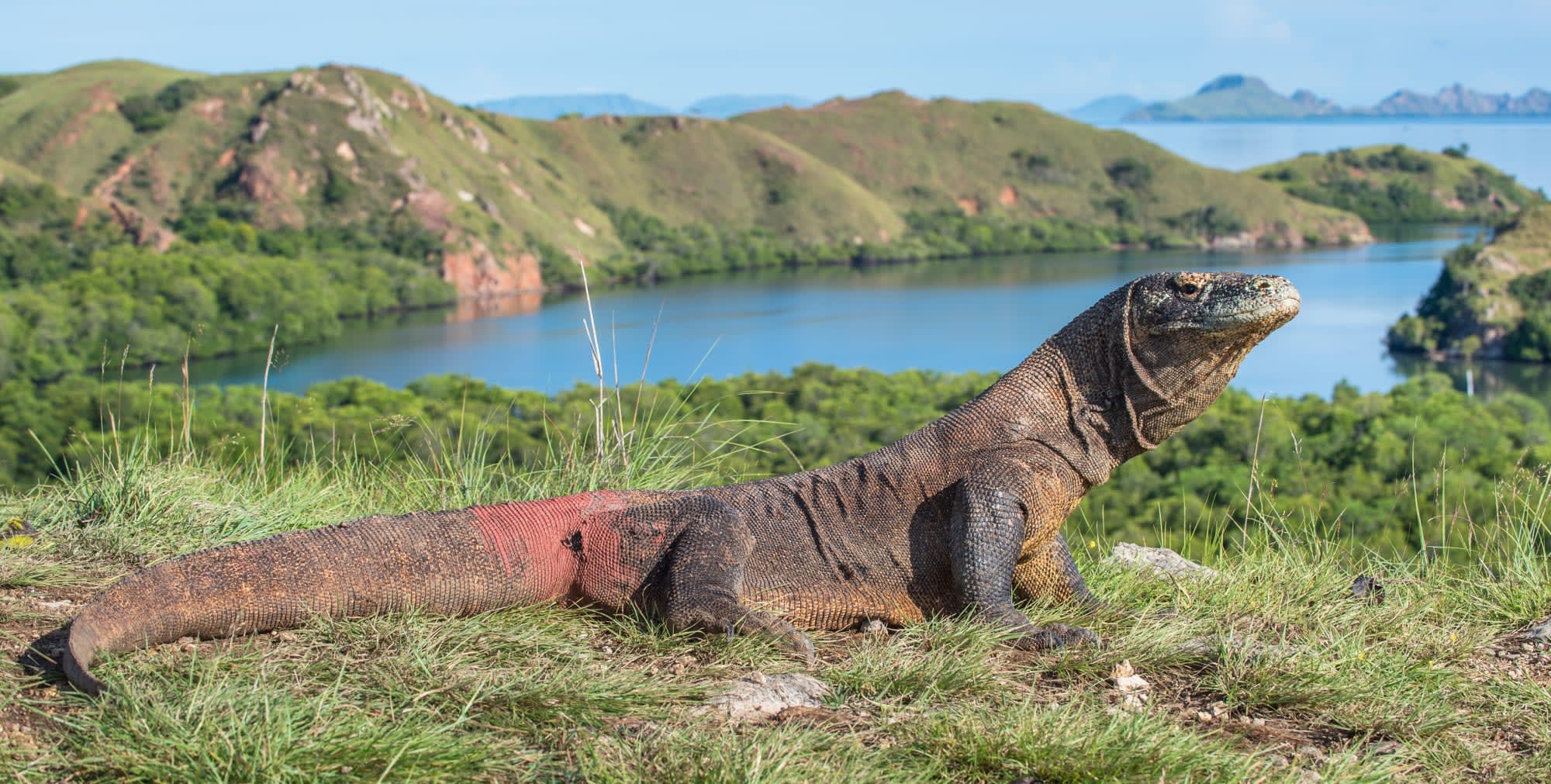 Abenteuer Komodo ab Labuan Bajo: Indonesien Komodo Rinca Waran