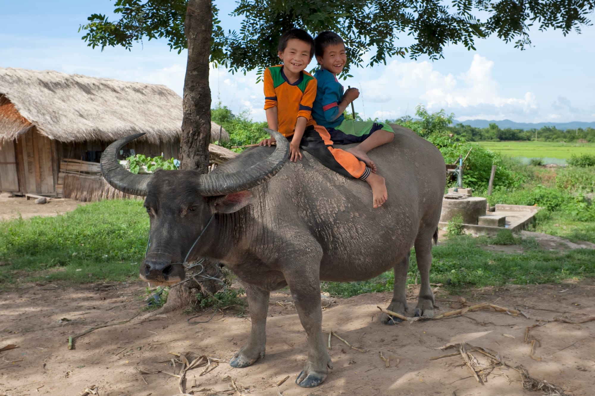 Überland von Luang Prabang nach Vientiane: Laos Wasserbüffel mit Kindern