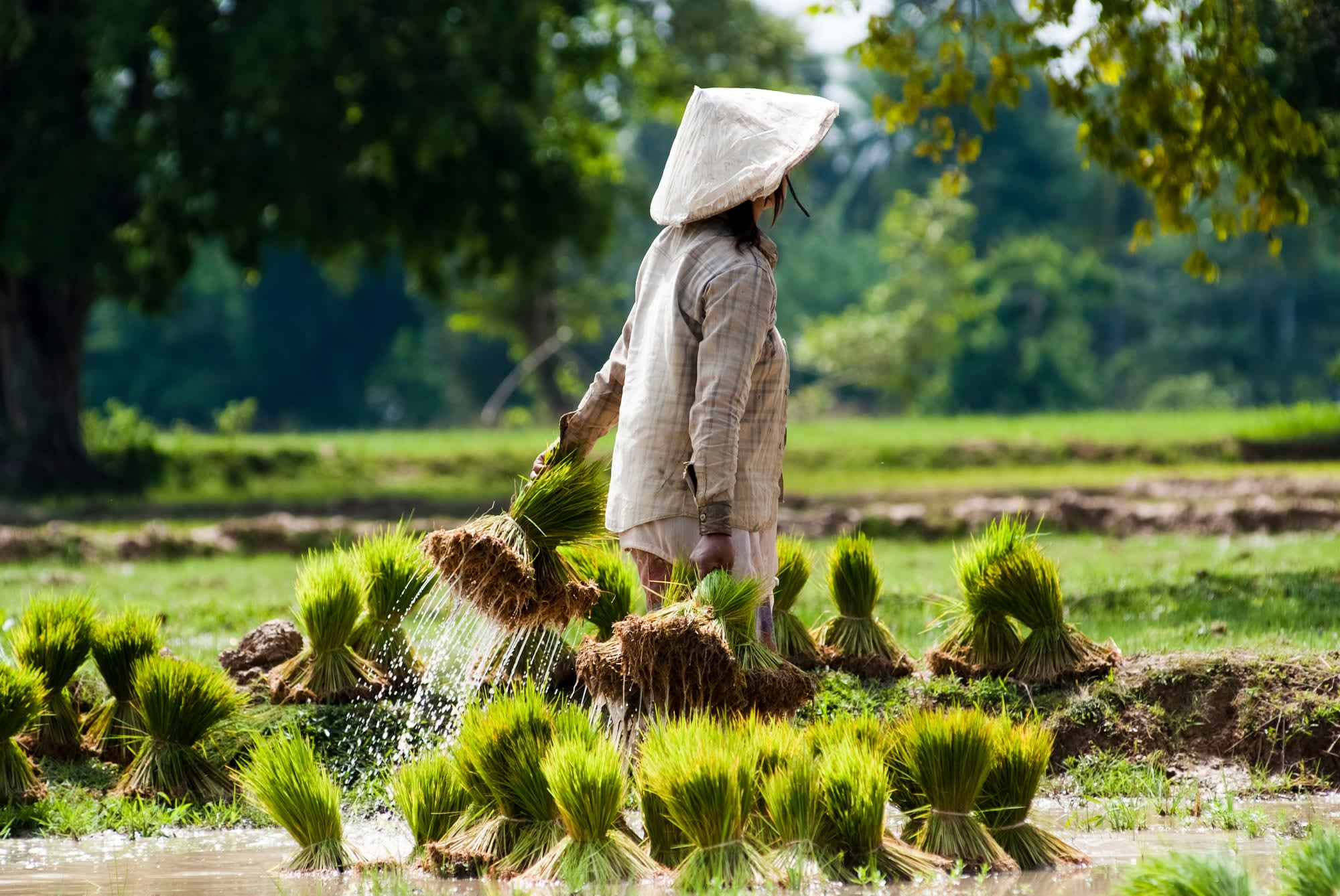 Überland von Luang Prabang nach Vientiane: Laos Reisbauerin