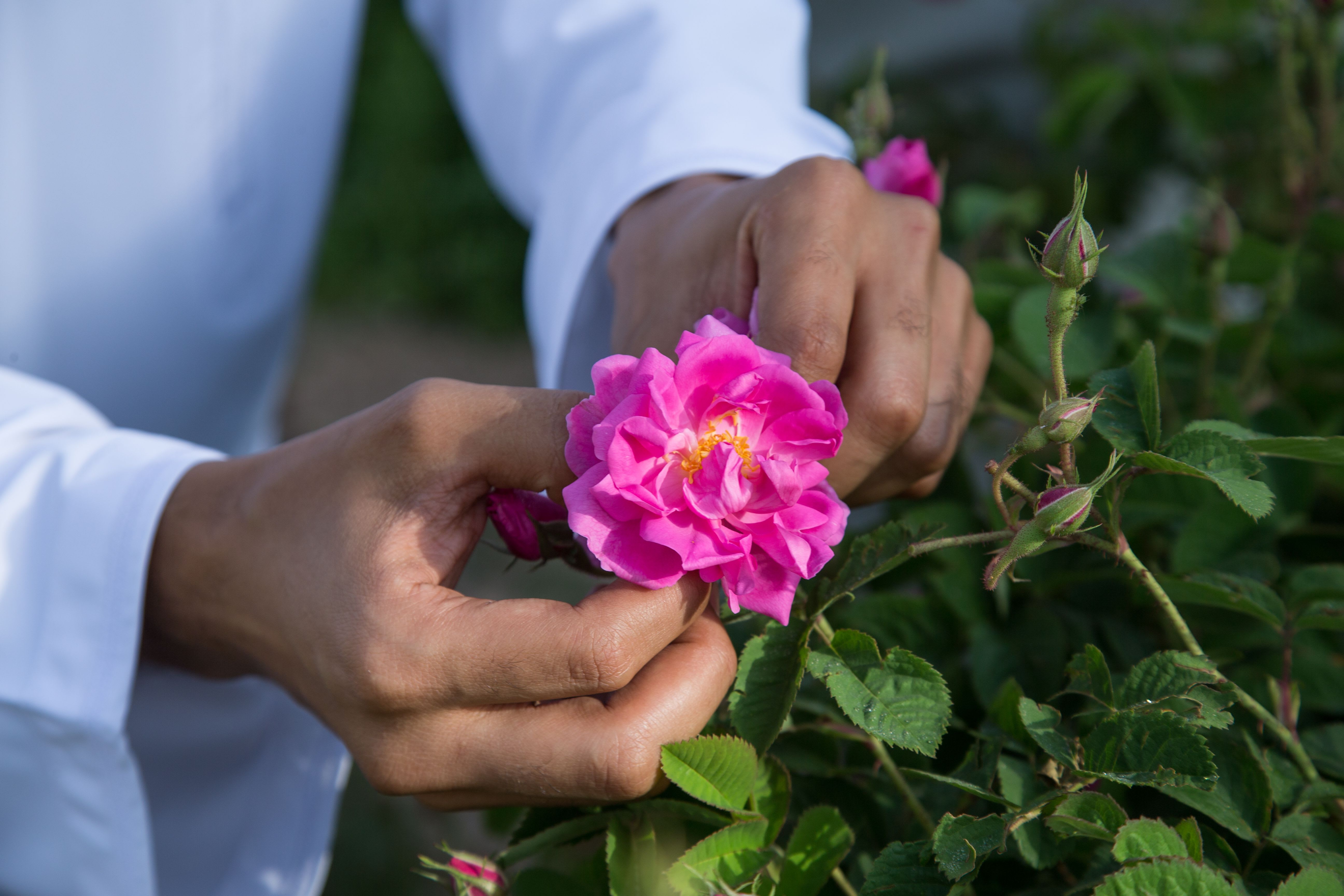 Klassischer Oman ab Muscat: Oman Rose